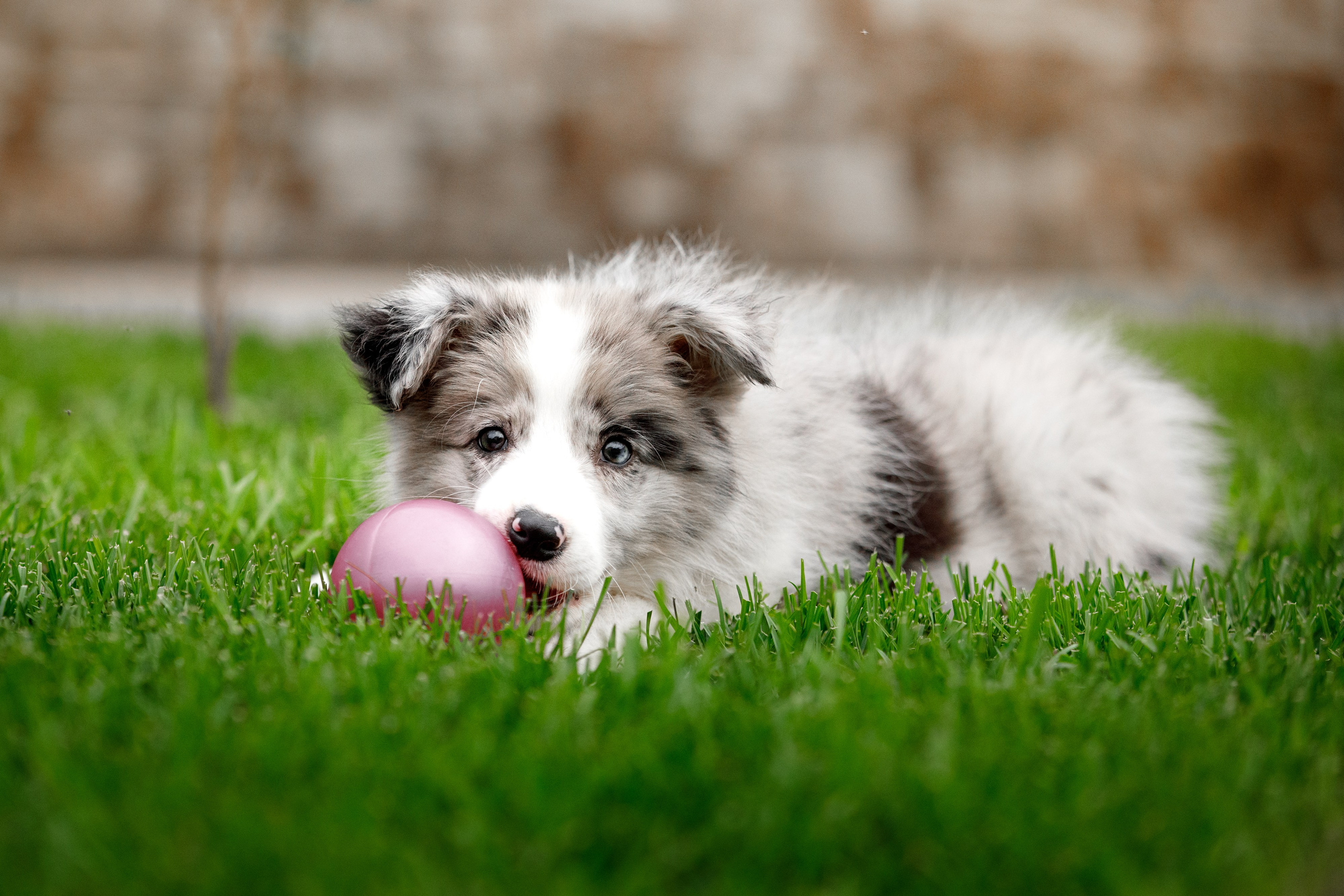 Болтовня в саду. О нас