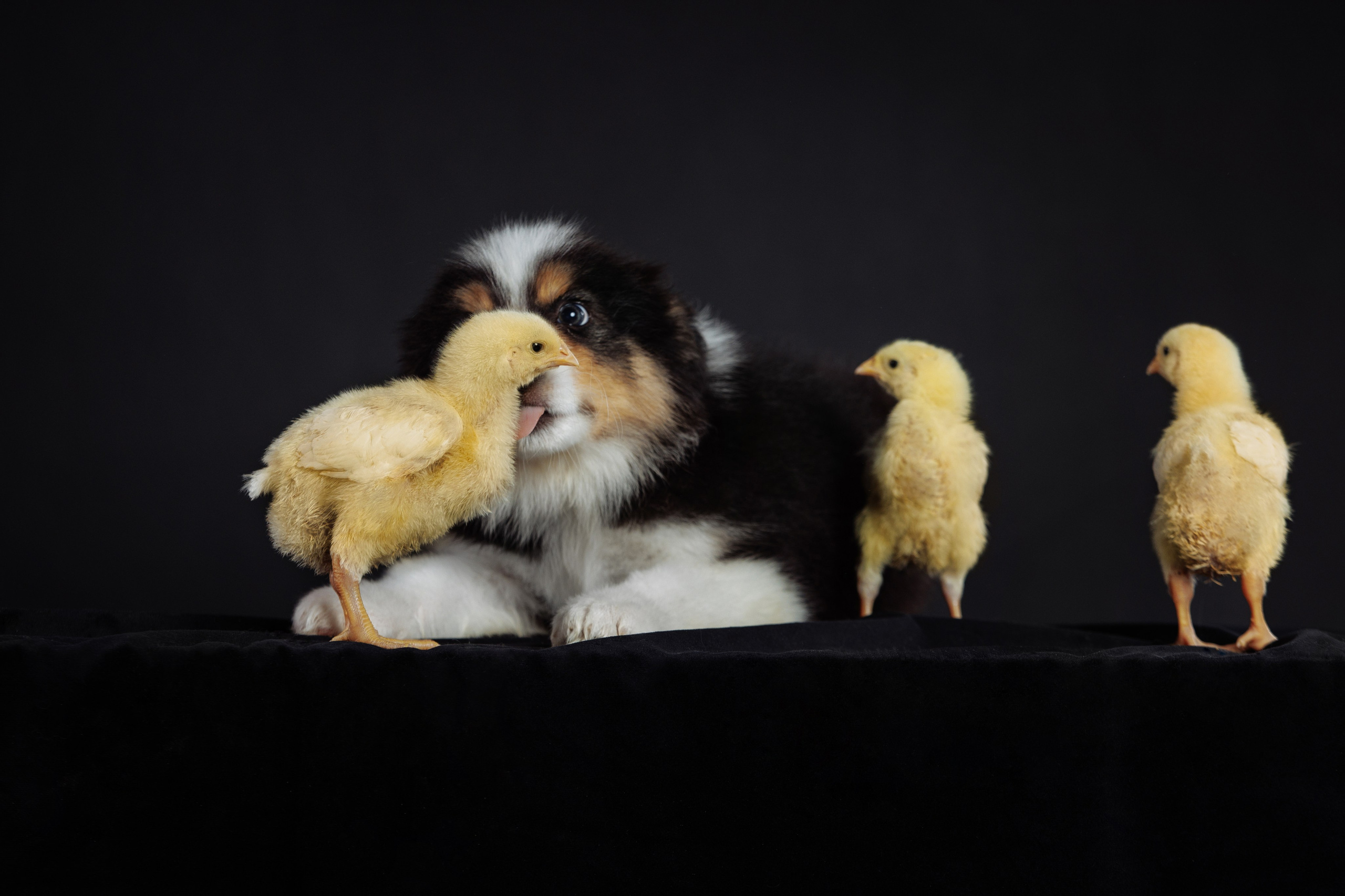 С цыпами. О нас