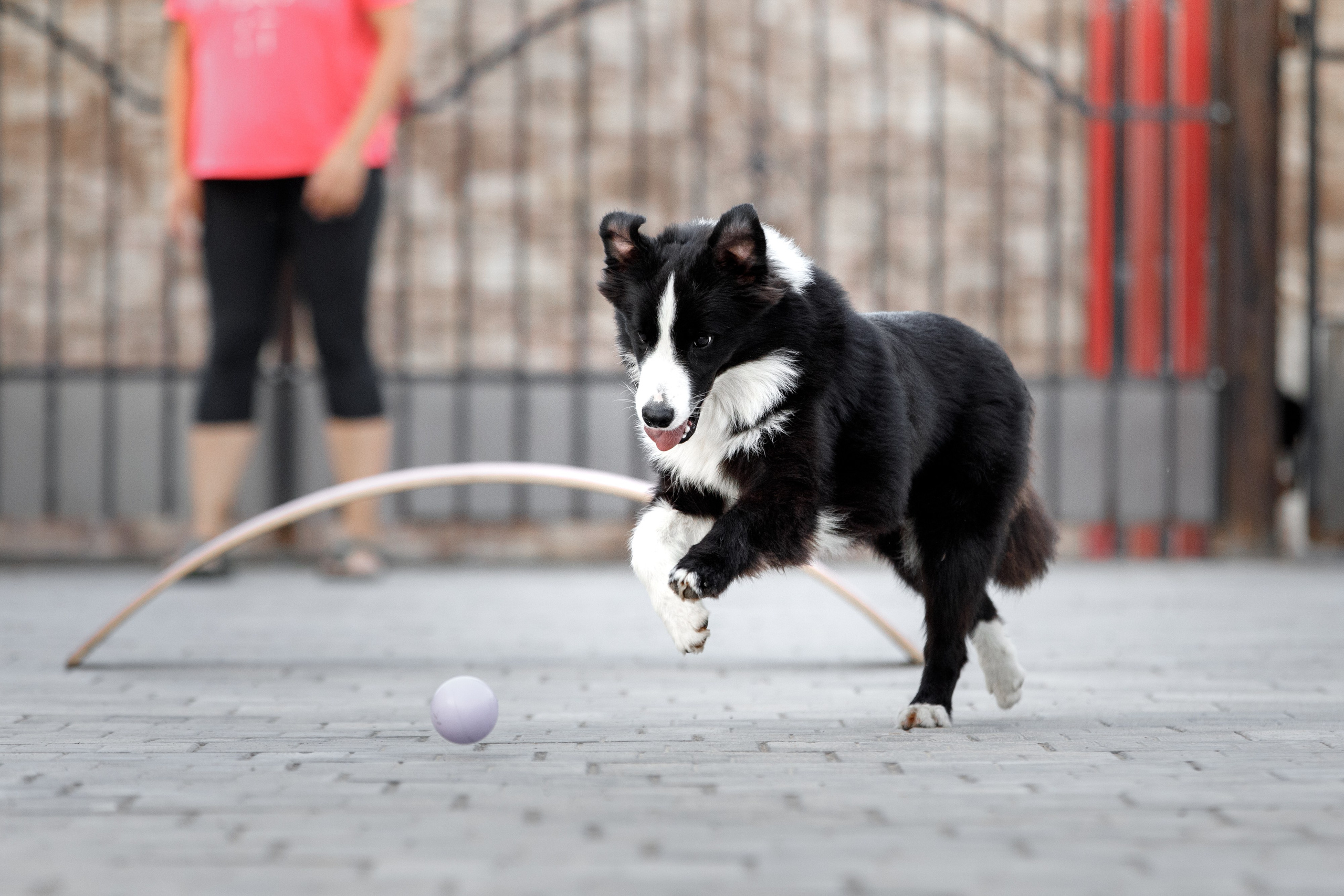 Болтовня в саду. О нас