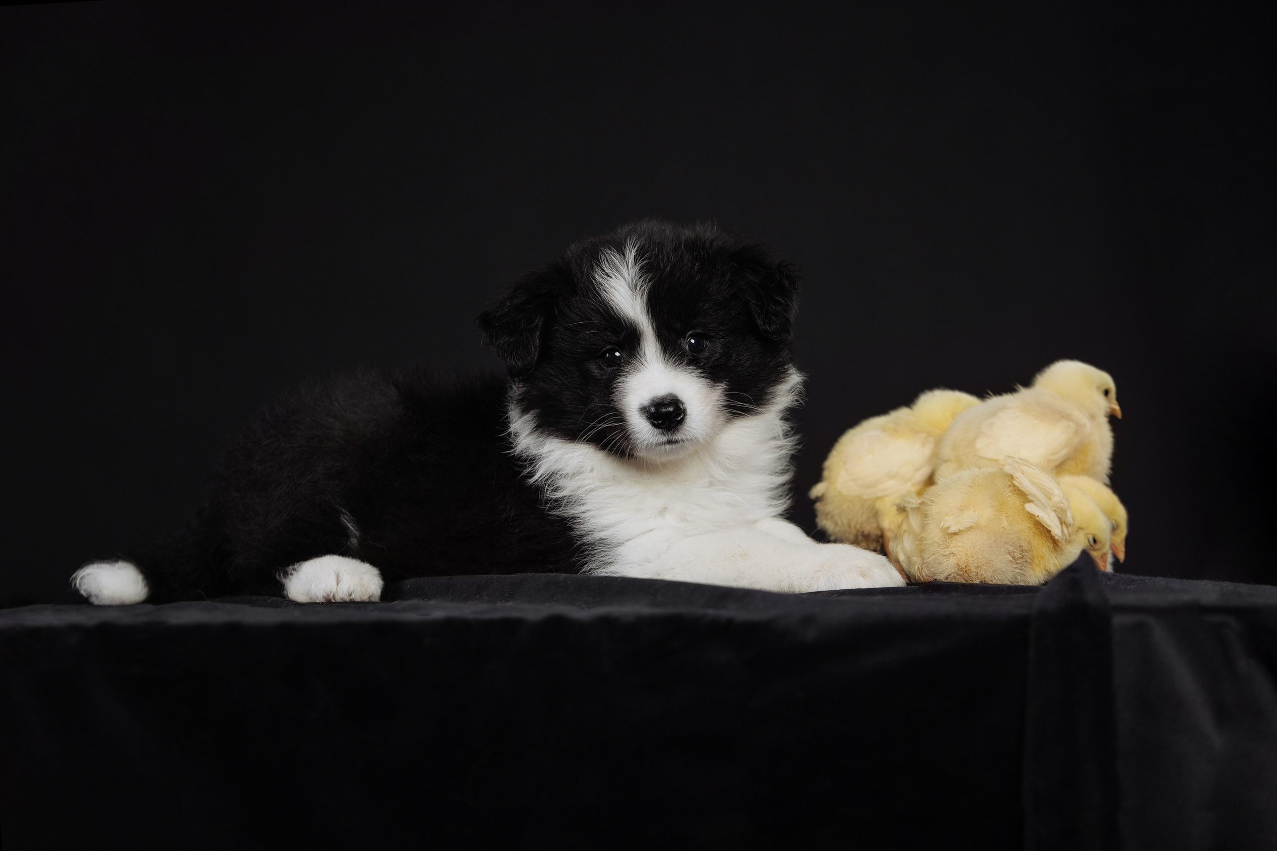 С цыпами. О нас