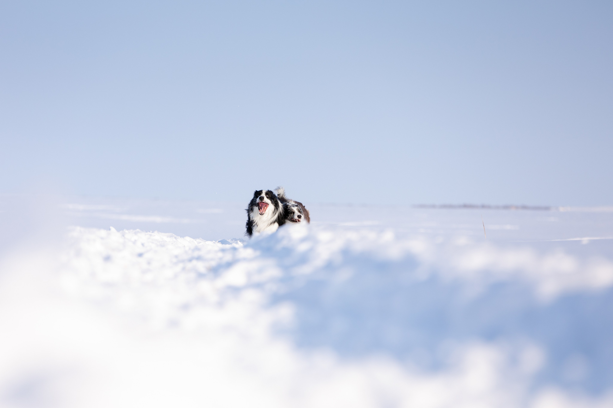 Мороз и солнце. О нас