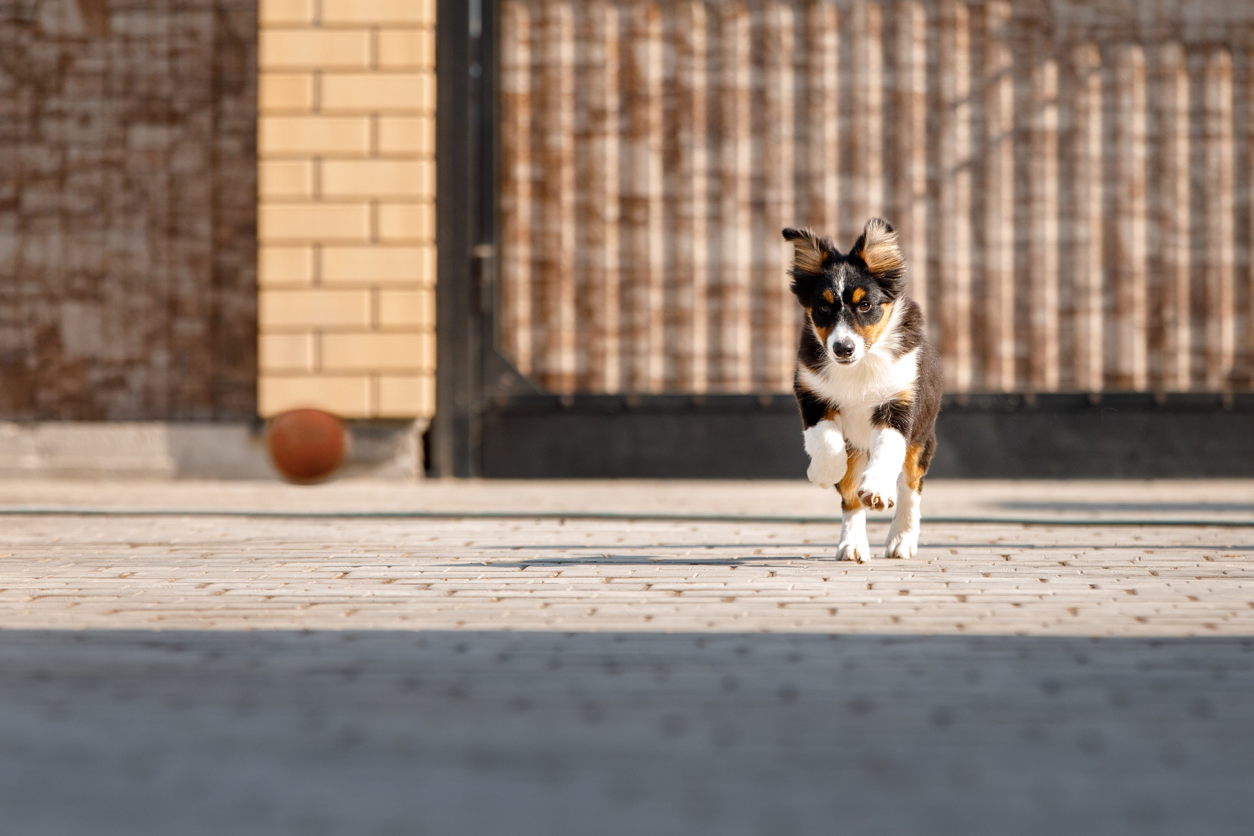 Смешарики. О нас