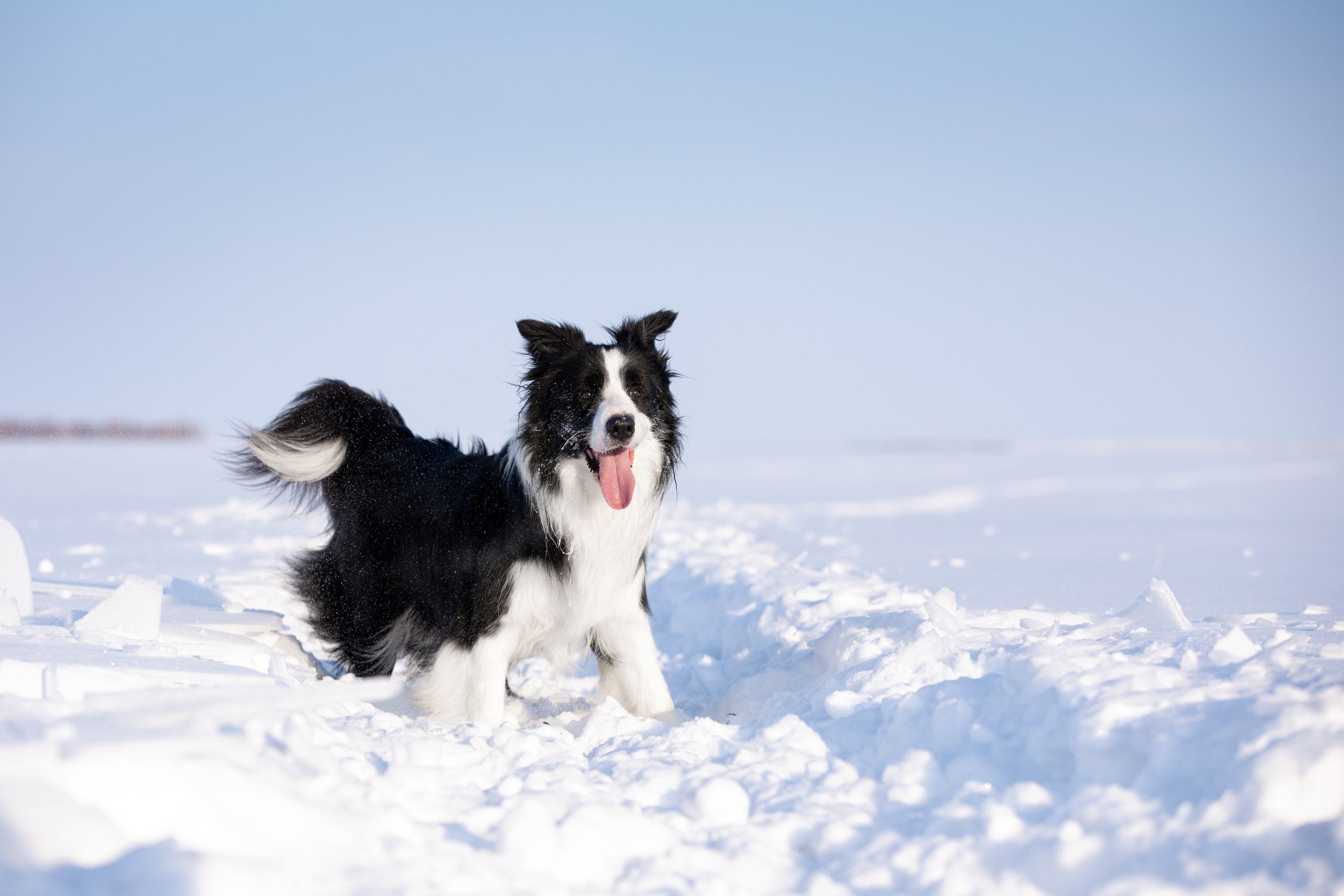 Мороз и солнце. О нас