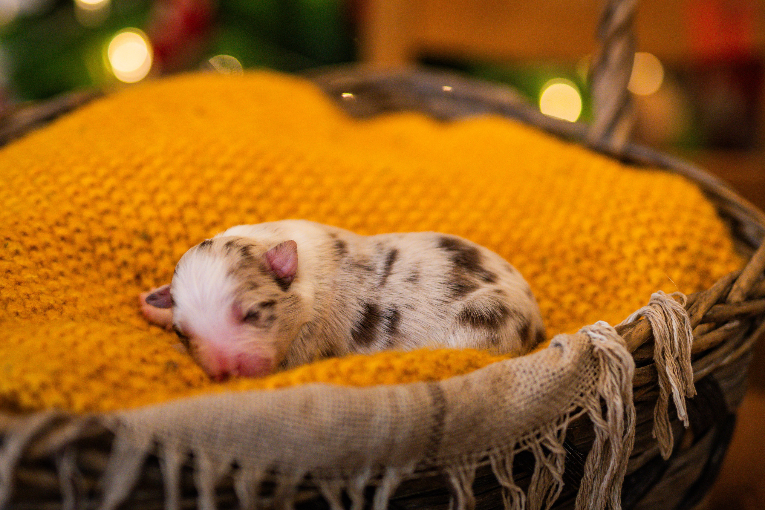 Фритсвит. Семейный фотограф Ефремова Виктория