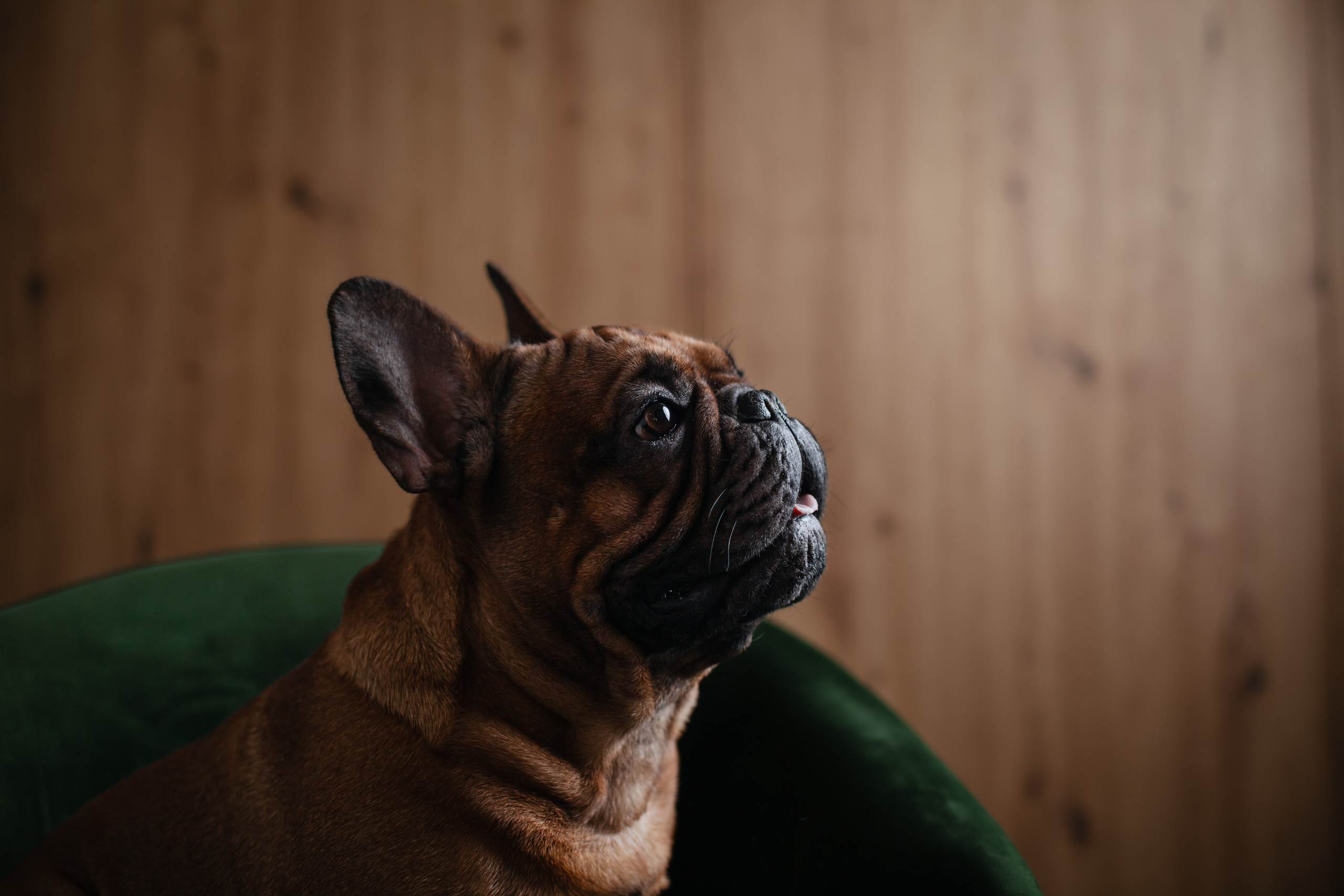 Бульвстреча 2025. Фотограф-анималист Татьяна Степанова