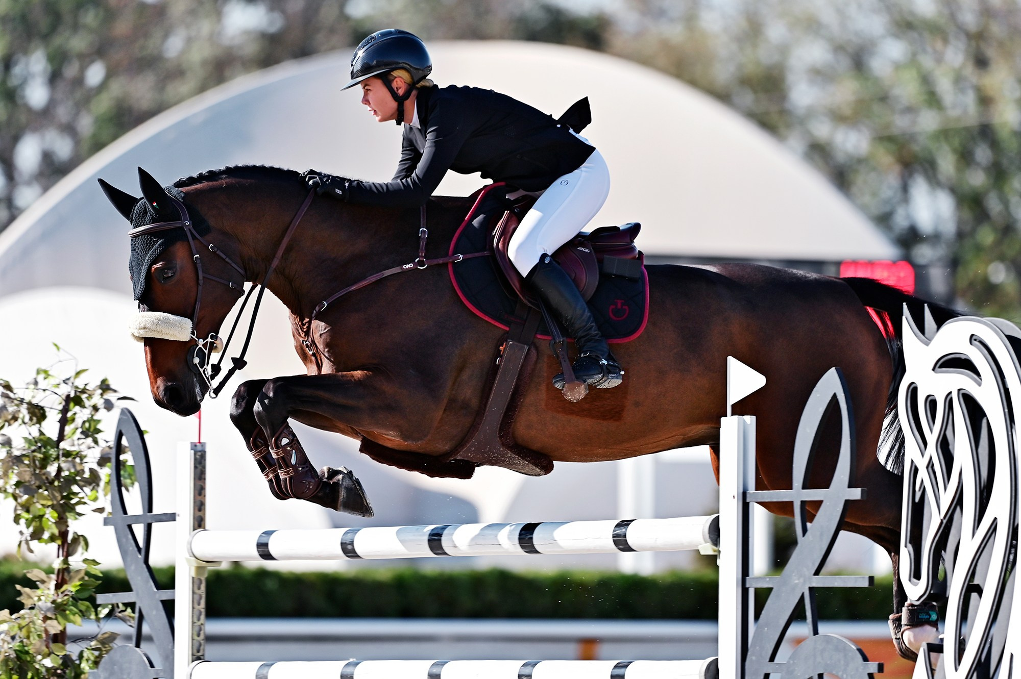 Голден. Конный фотограф Alesya Safe