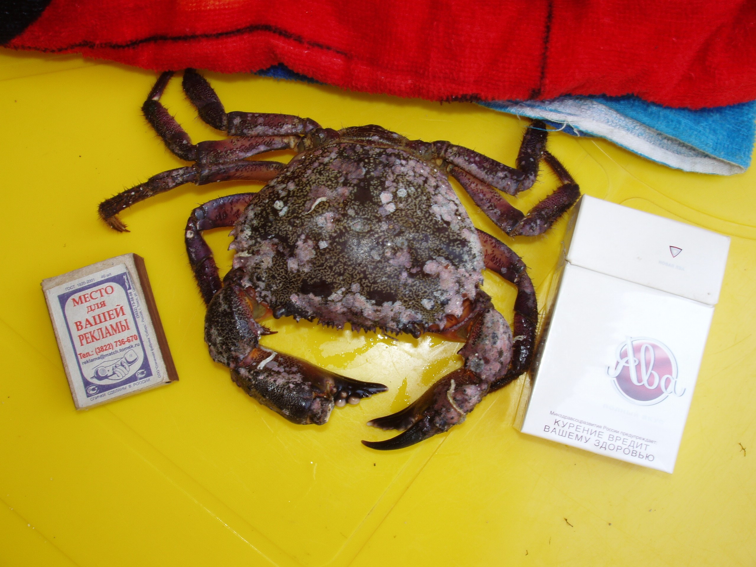 Отпуск 27.05-16.08. Семейный, Свадебный фотограф СПБ Питер— Романова Екатерина