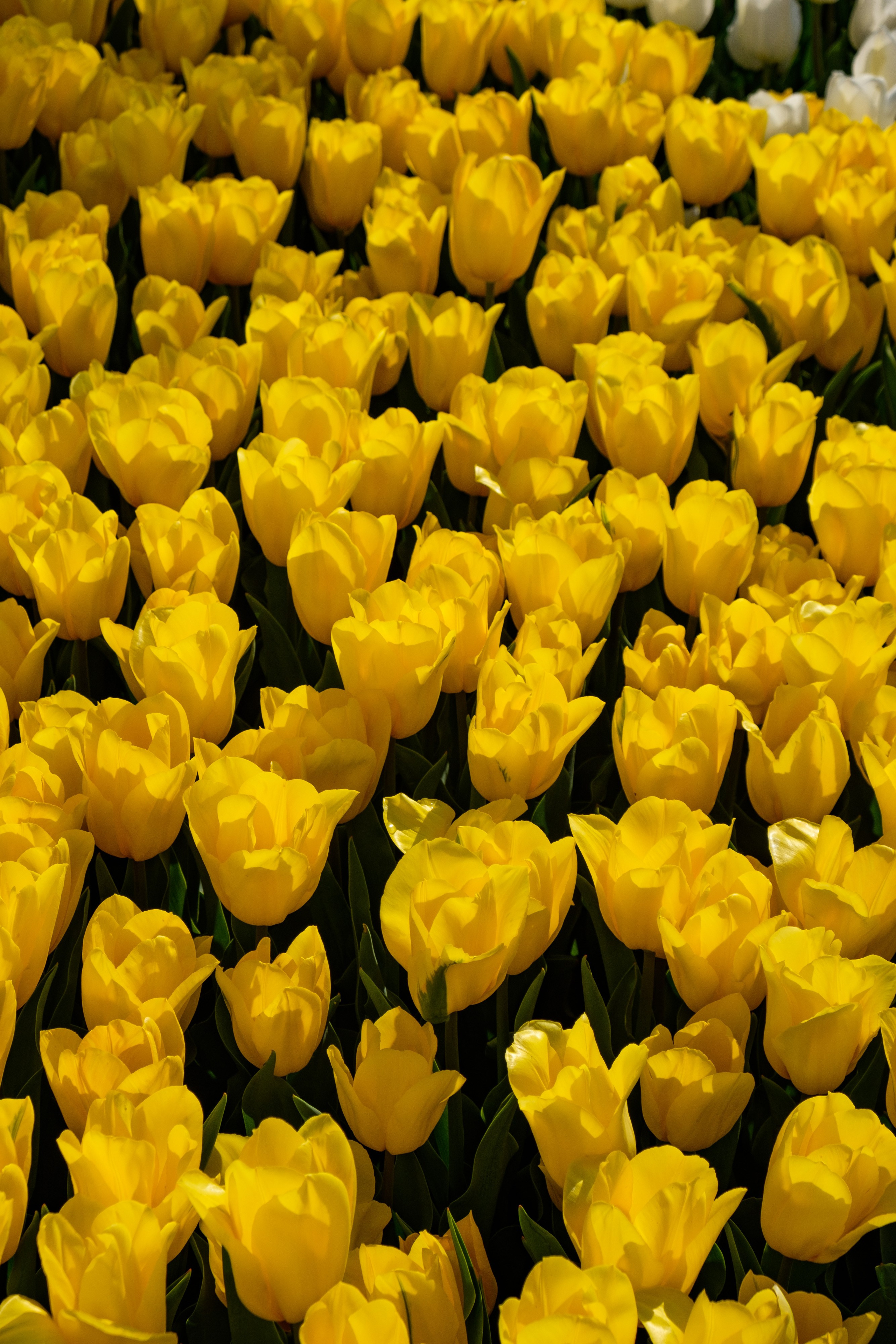 Узбекистан. Города. Фотограф Конопихин Константин