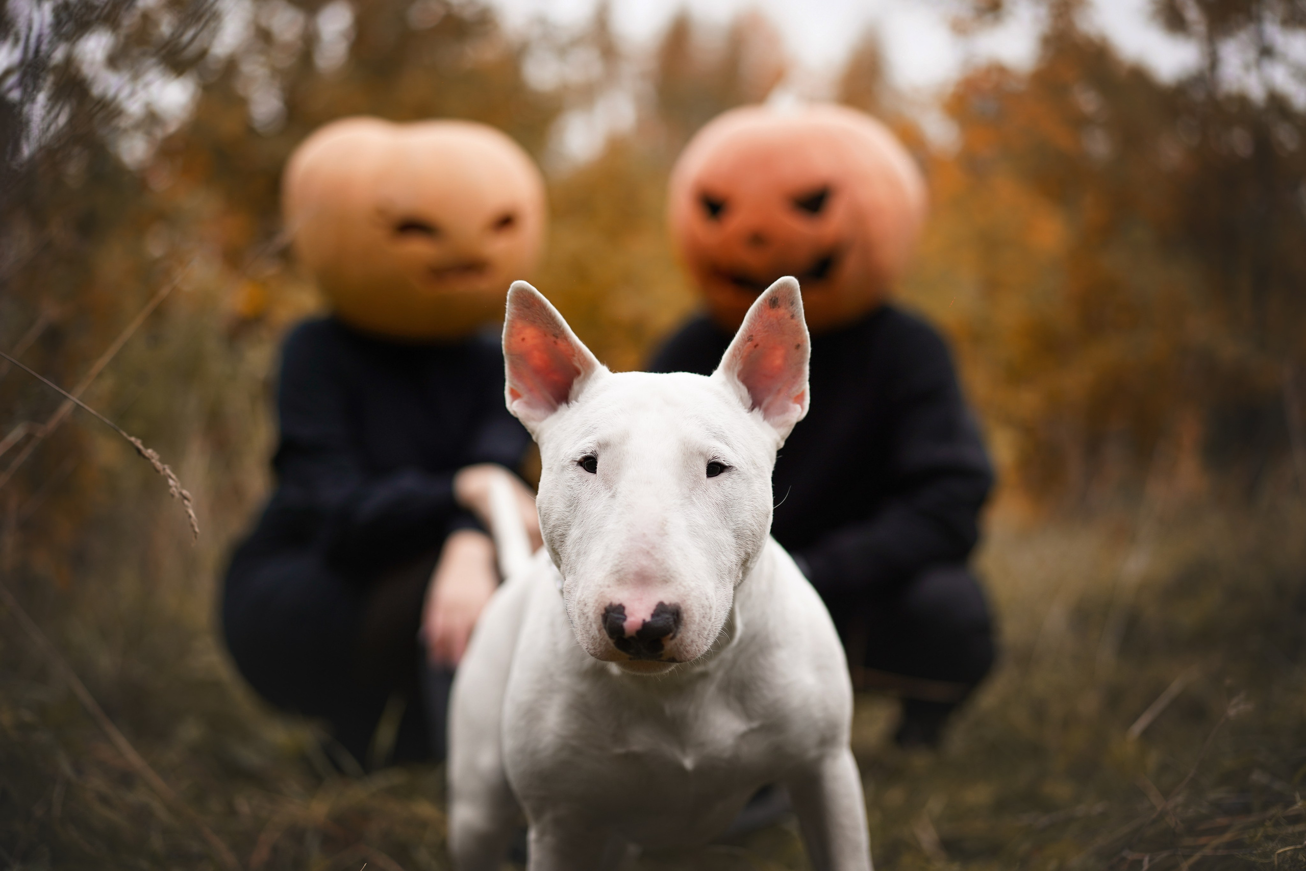 Настя Рома и Сахар Хелоуин. Фотограф-анималист в Санкт-Петербурге Яна Мартынова