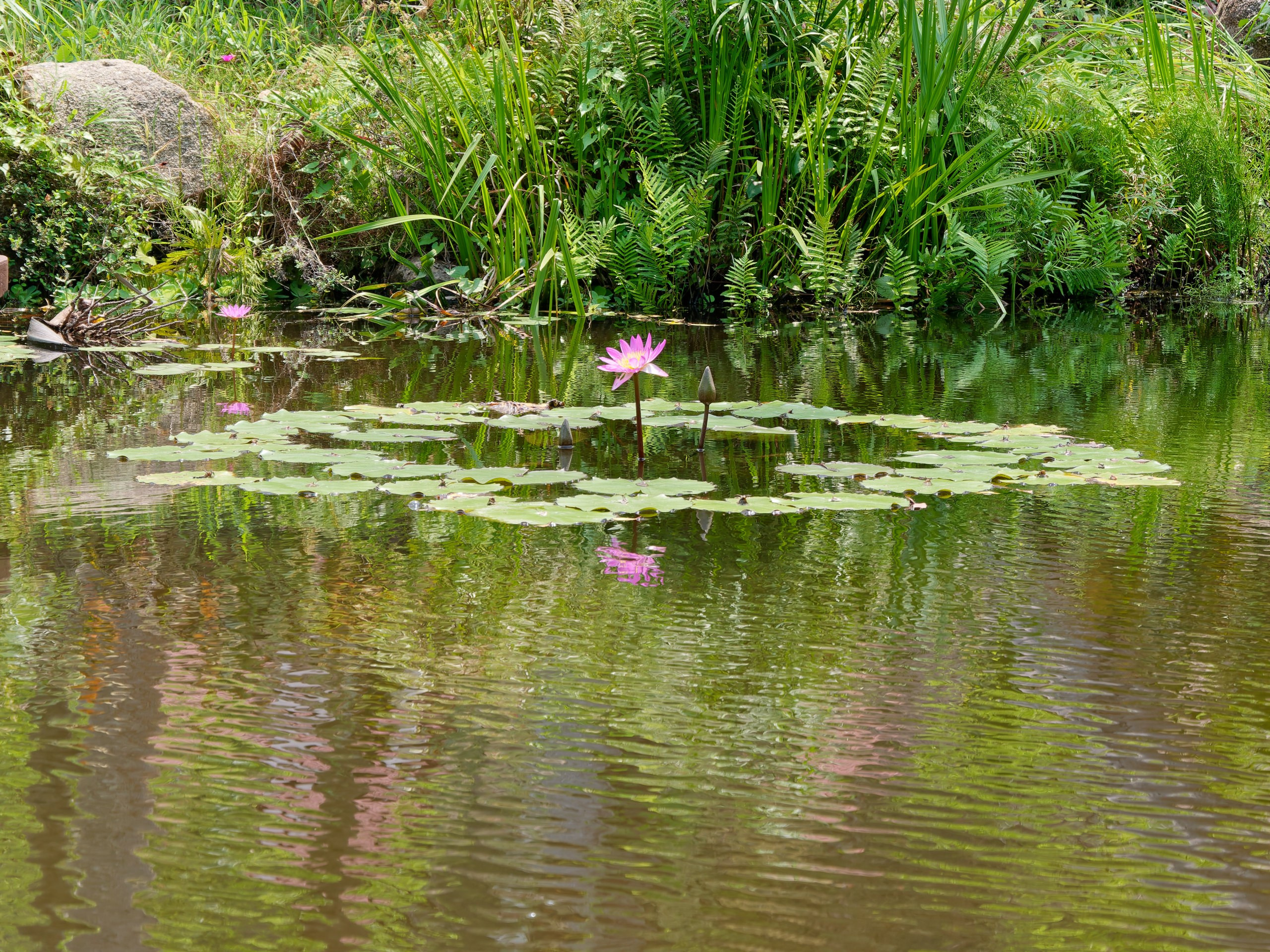 Хайнань 2026, флора, цветы и деревья. Фотопрогулки по Миру