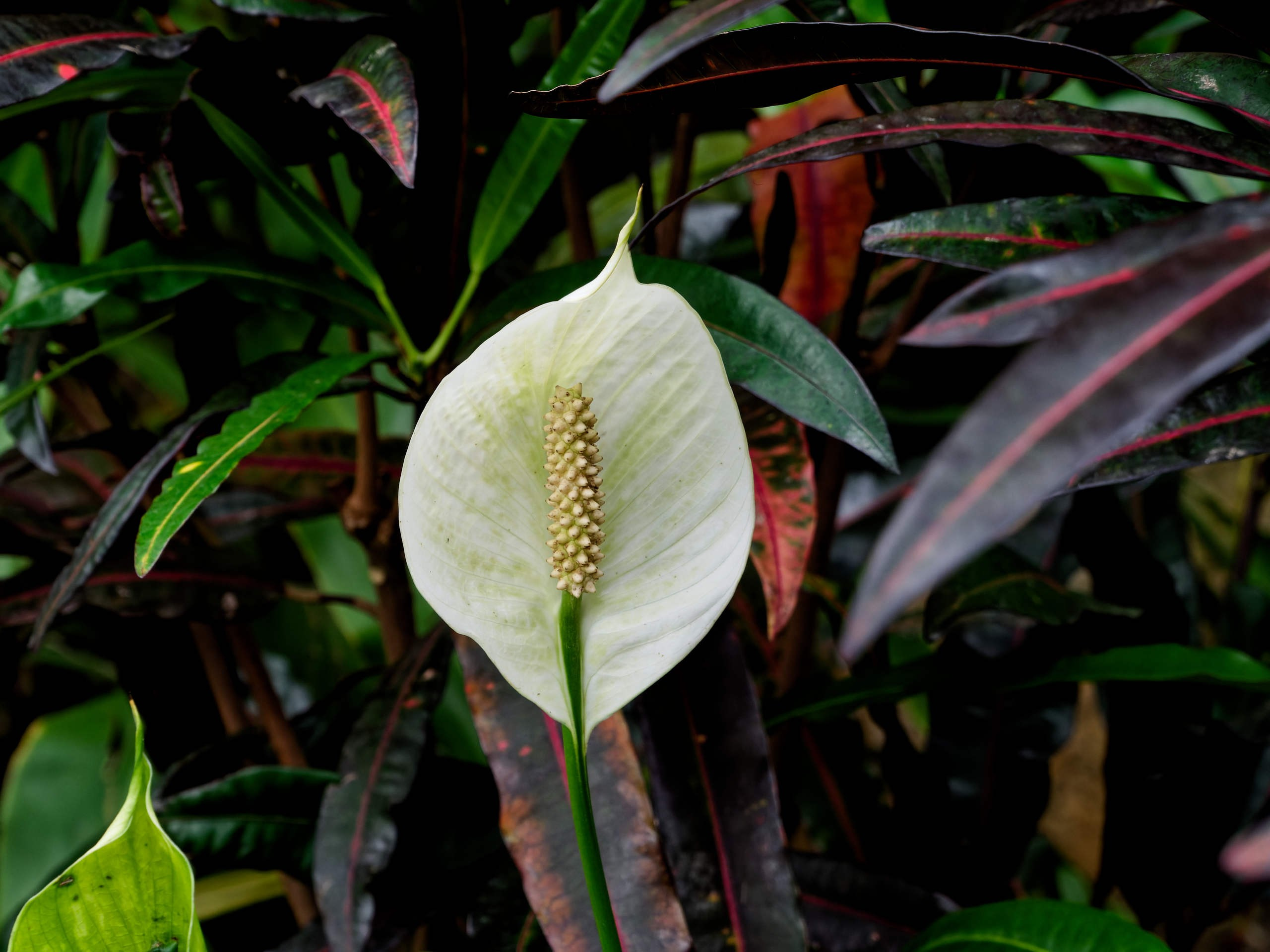 Нячанг 2025 (4). Избранные фотографии