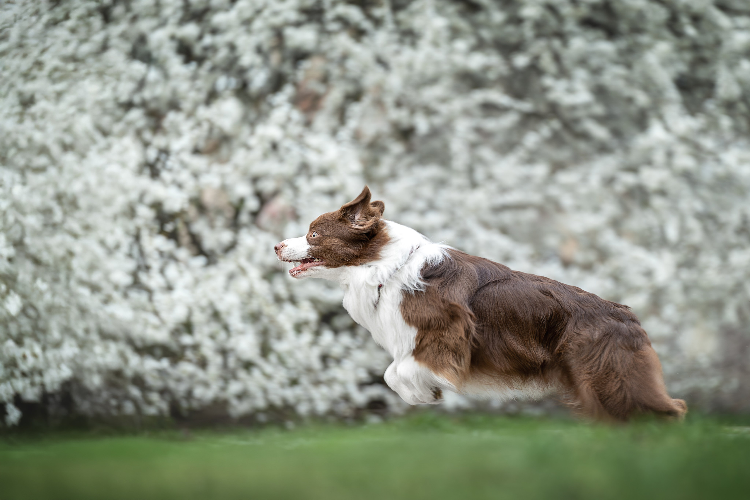 Дин, Австралийская Овчарка. Ирина Голомб|Фотограф-анималист в  Сочи и Калининграде