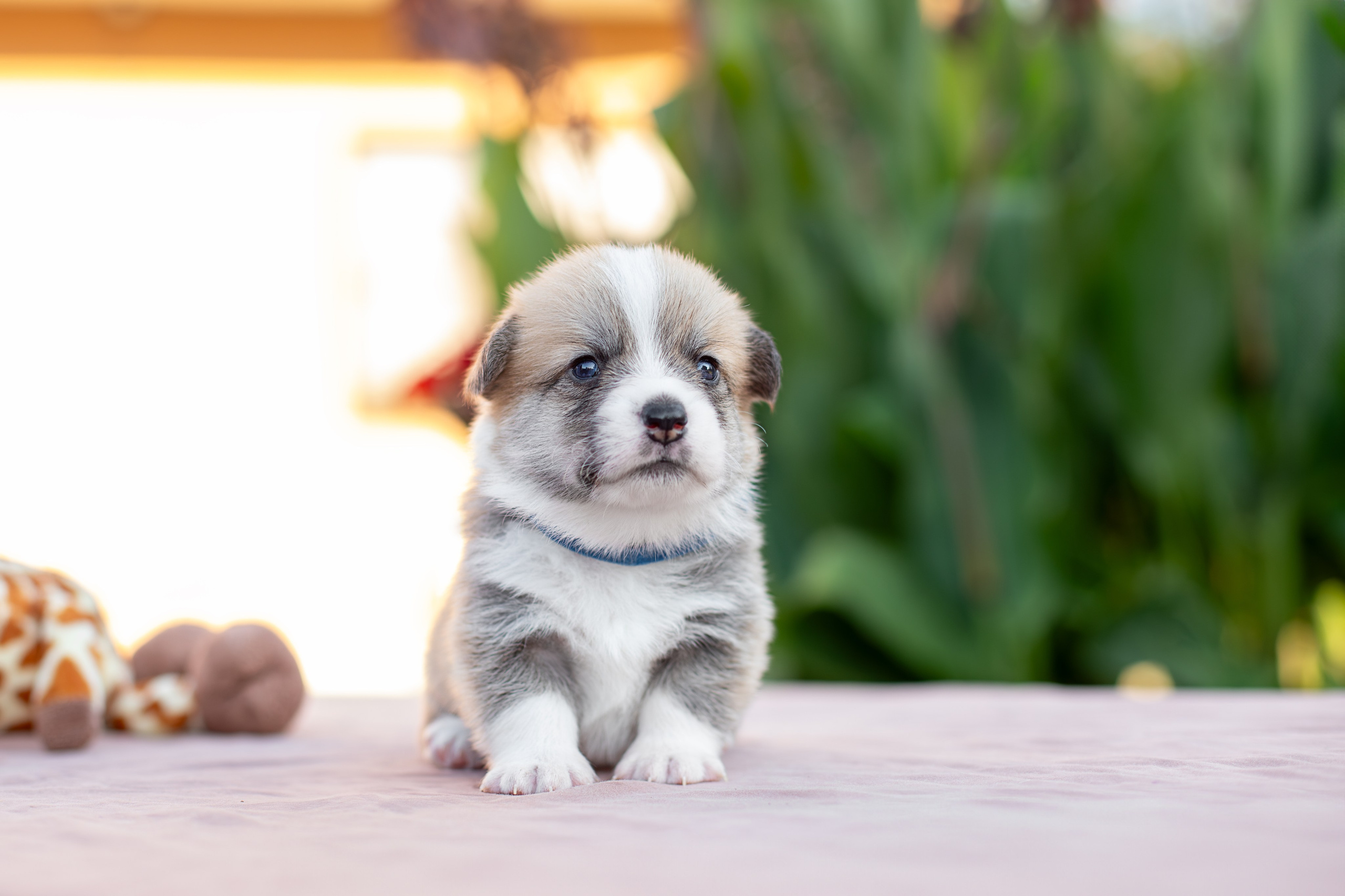 Малыши коржики. Ирина Голомб|Фотограф-анималист в  Сочи и Калининграде