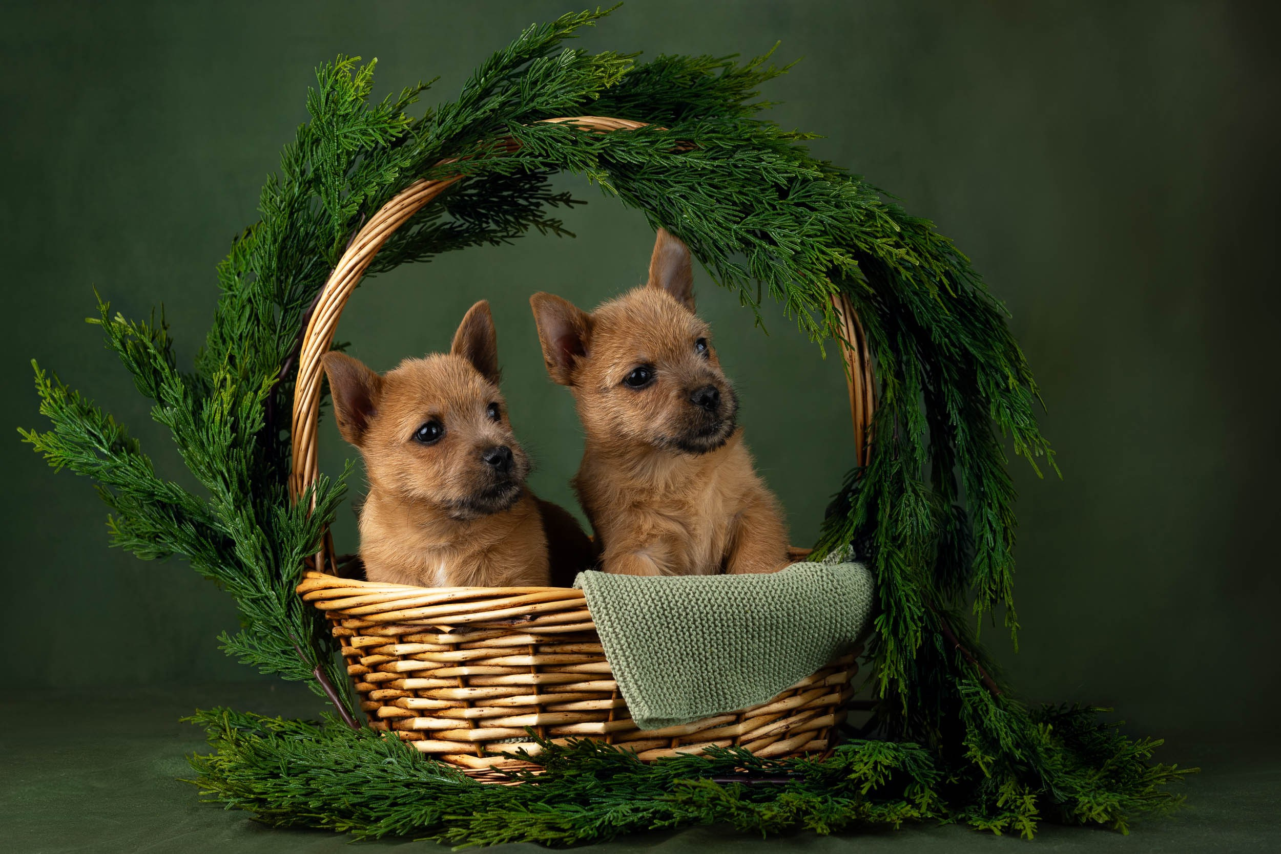 Фотосъемка щенков норвич-терьера в питомнике Москва и область. Фотограф-анималист в Москве и Московской области Татьяна Фролова