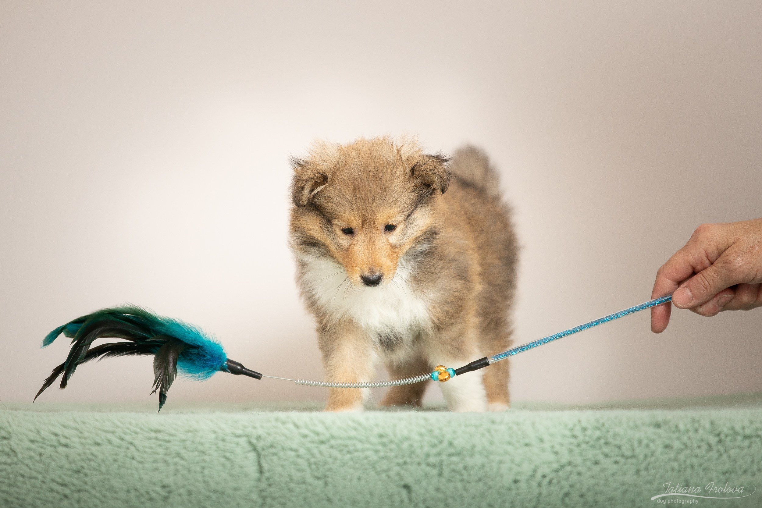 Съёмка щенков дома. Фотограф-анималист в Москве и Московской области Татьяна Фролова