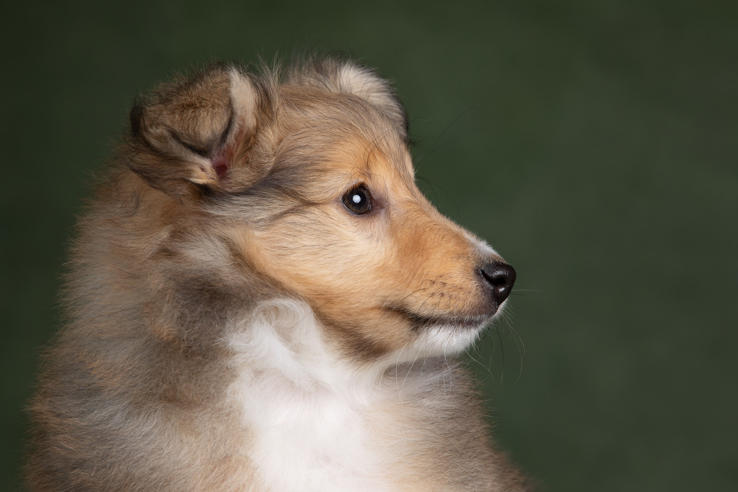 Помет щенков в 2 месяца. Фотограф-анималист в Москве и Московской области Татьяна Фролова