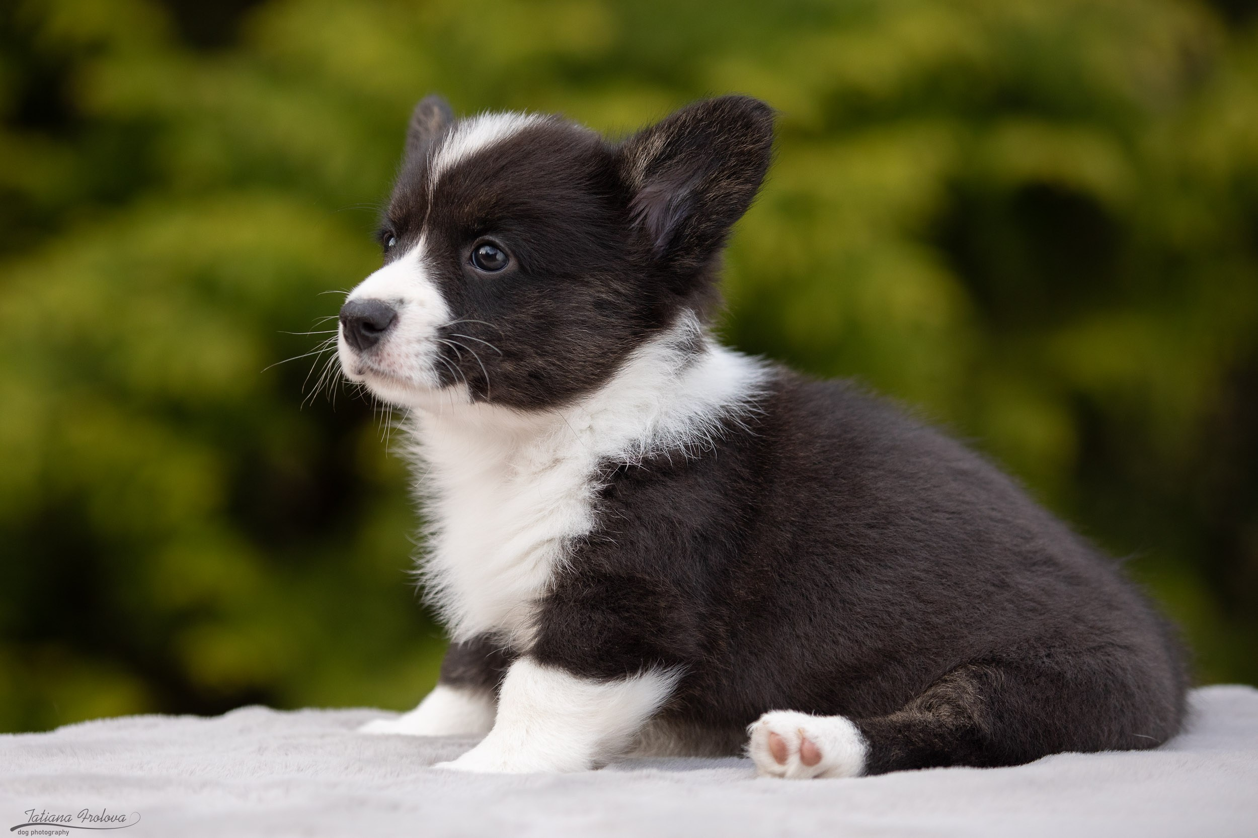 Съемка помета щенков для продажи на улице. Фотограф-анималист в Москве и Московской области Татьяна Фролова