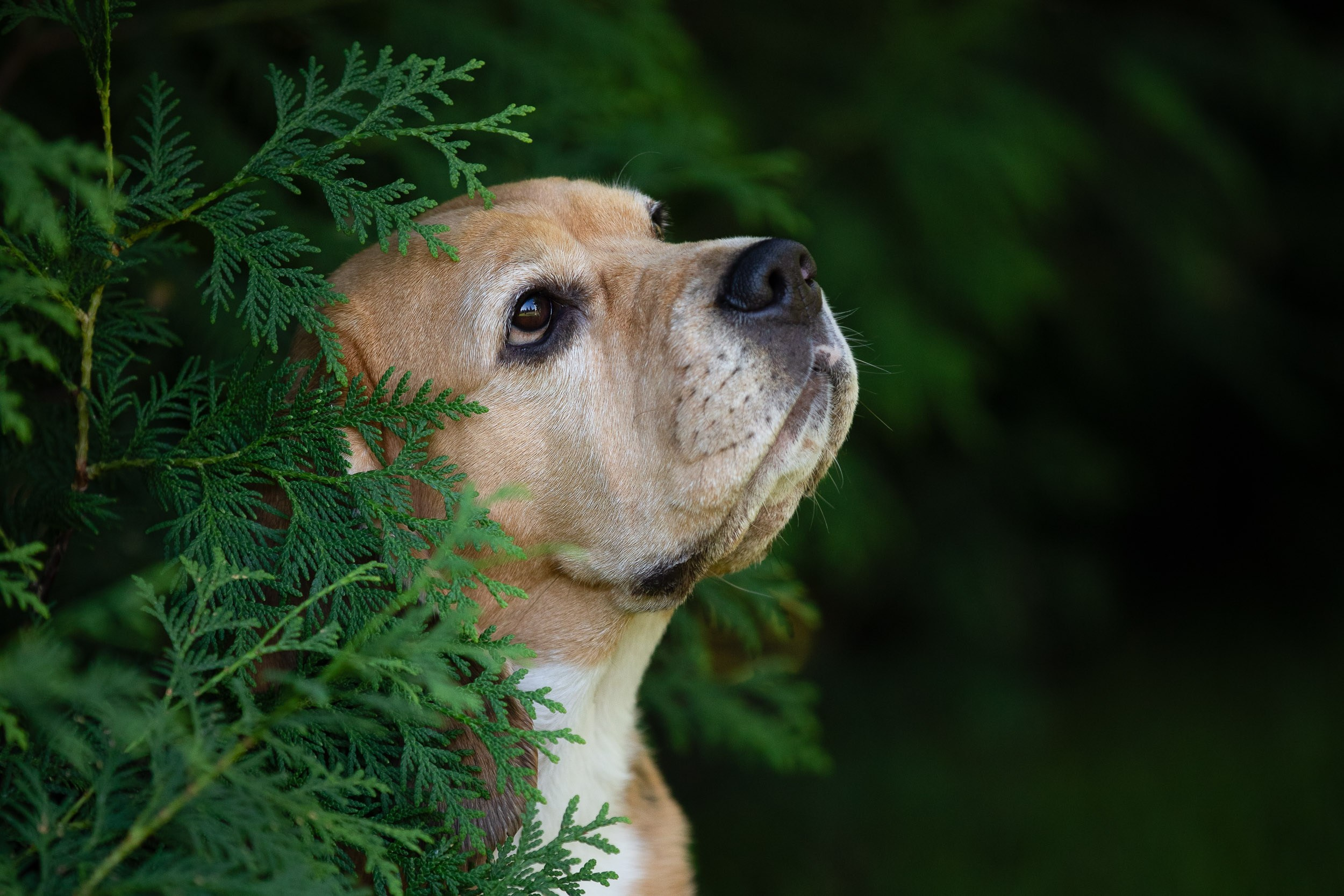 Фотопрогулка с Татьяной и биглем Евой. Фотограф-анималист в Москве и Московской области Татьяна Фролова