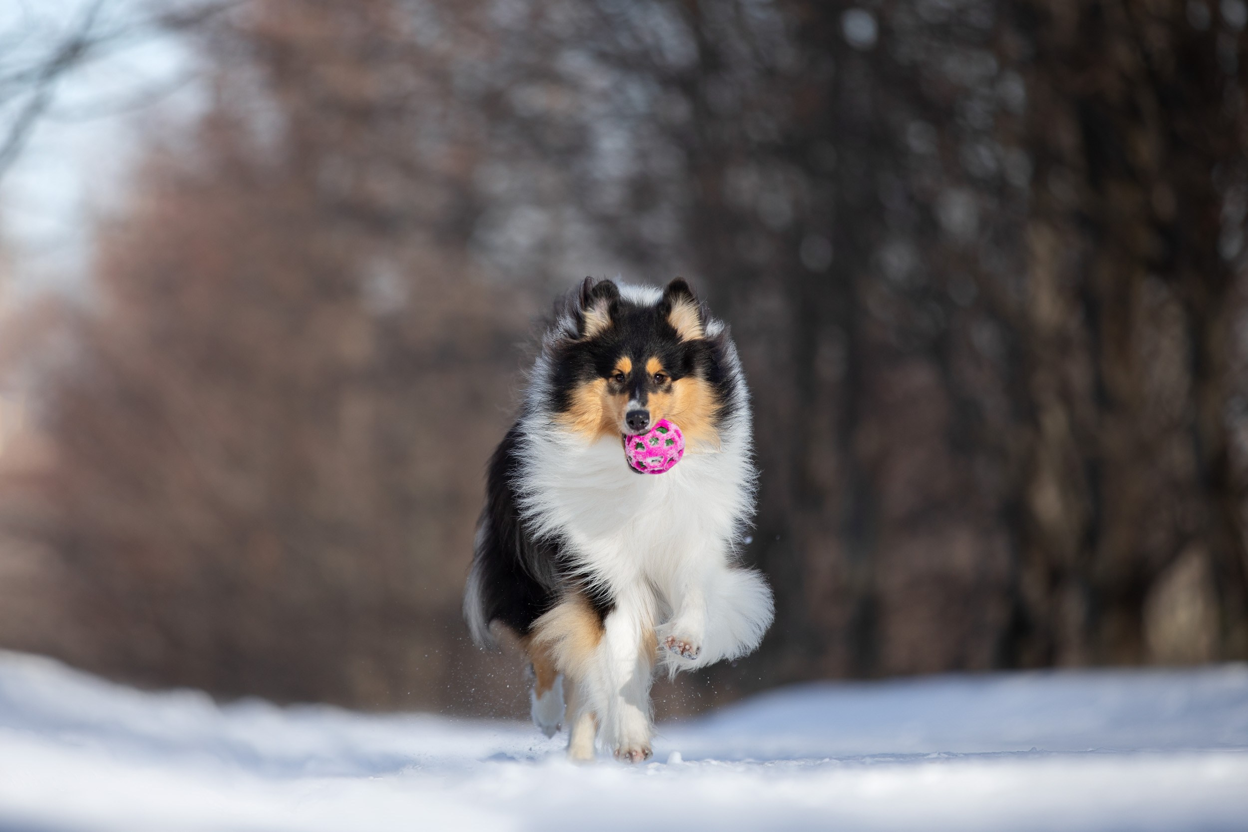Фотопрогулка с собаками в Царицыно. Фотограф-анималист в Москве и Московской области Татьяна Фролова