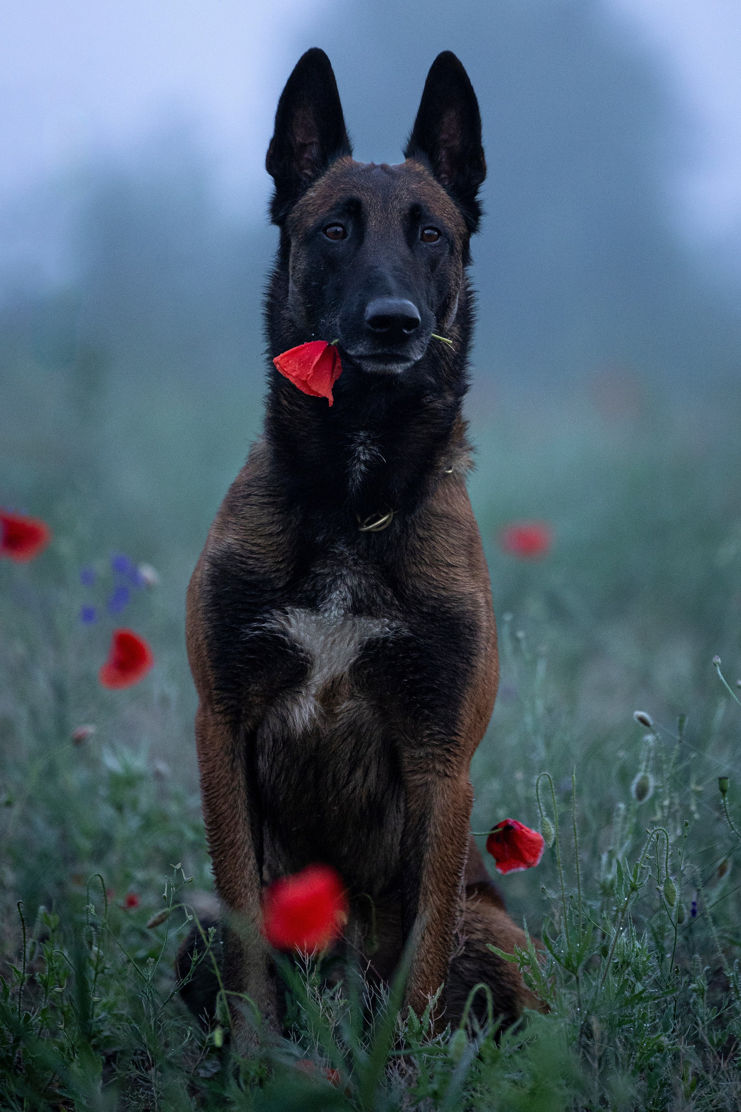 Маковое поле. Фотограф-анималист Анна Маринич