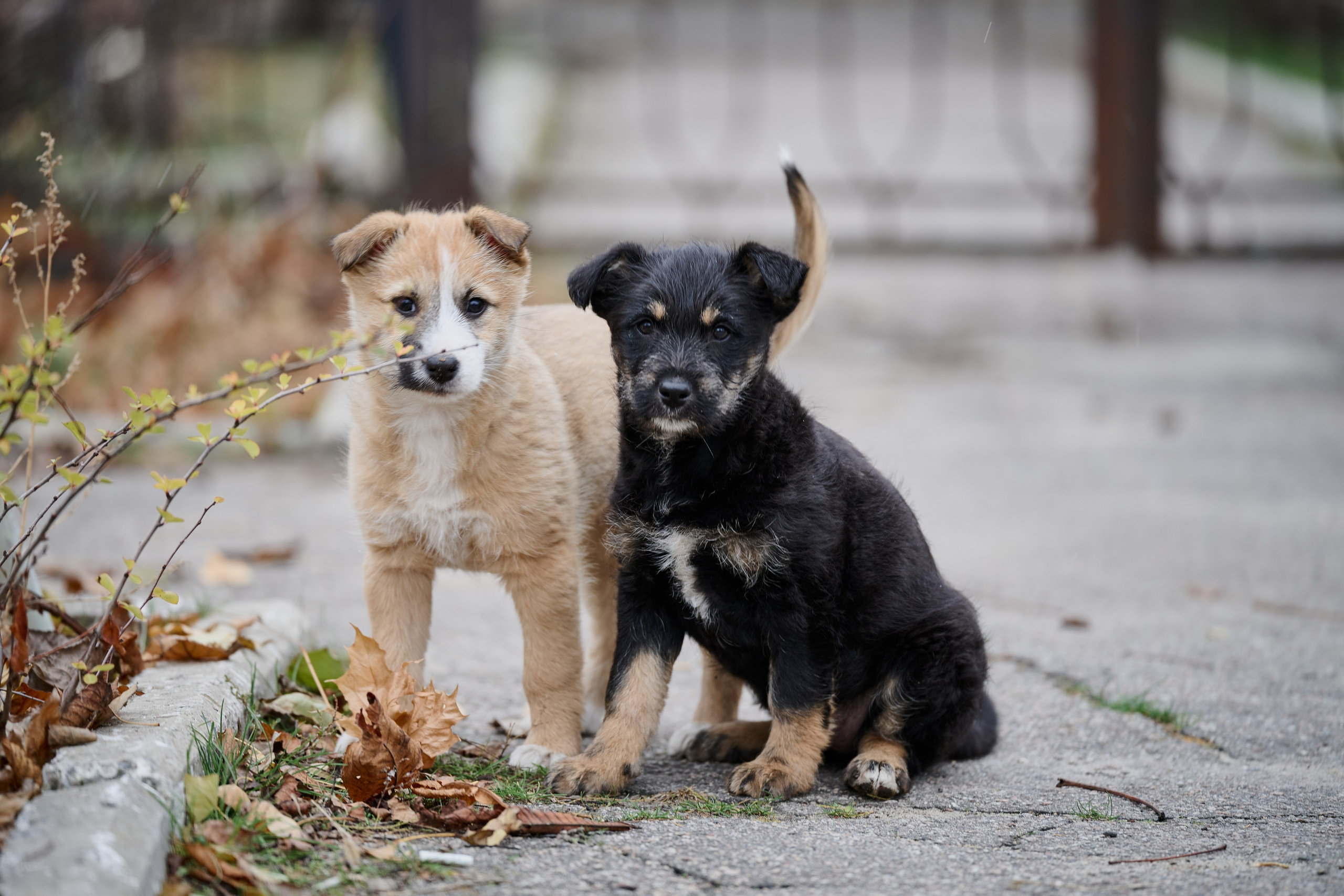 Рубежное. Ноябрь 2024. Фотограф Роман Адлер