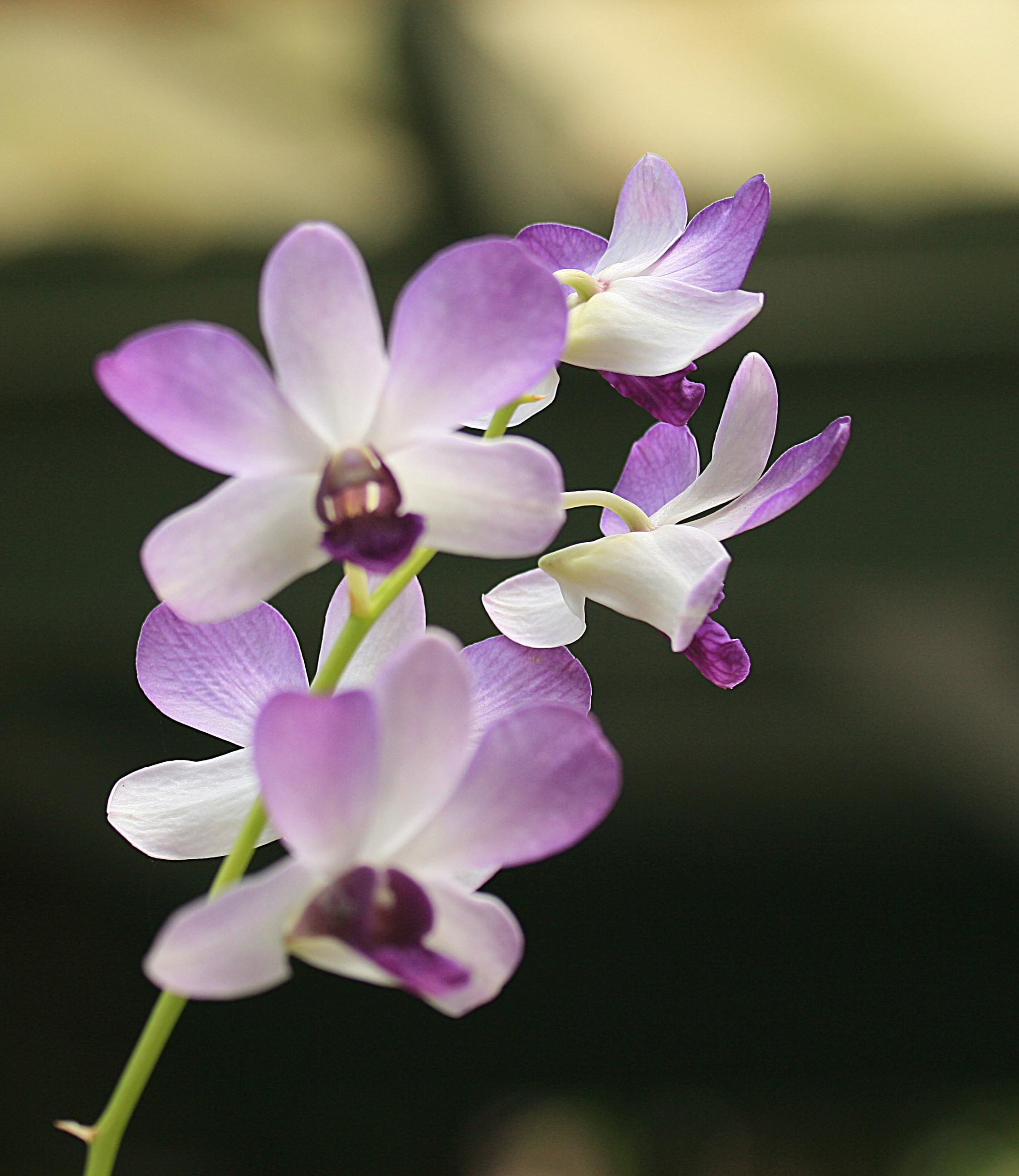 Тайланд 2012 г. Улица, люди, жизнь…