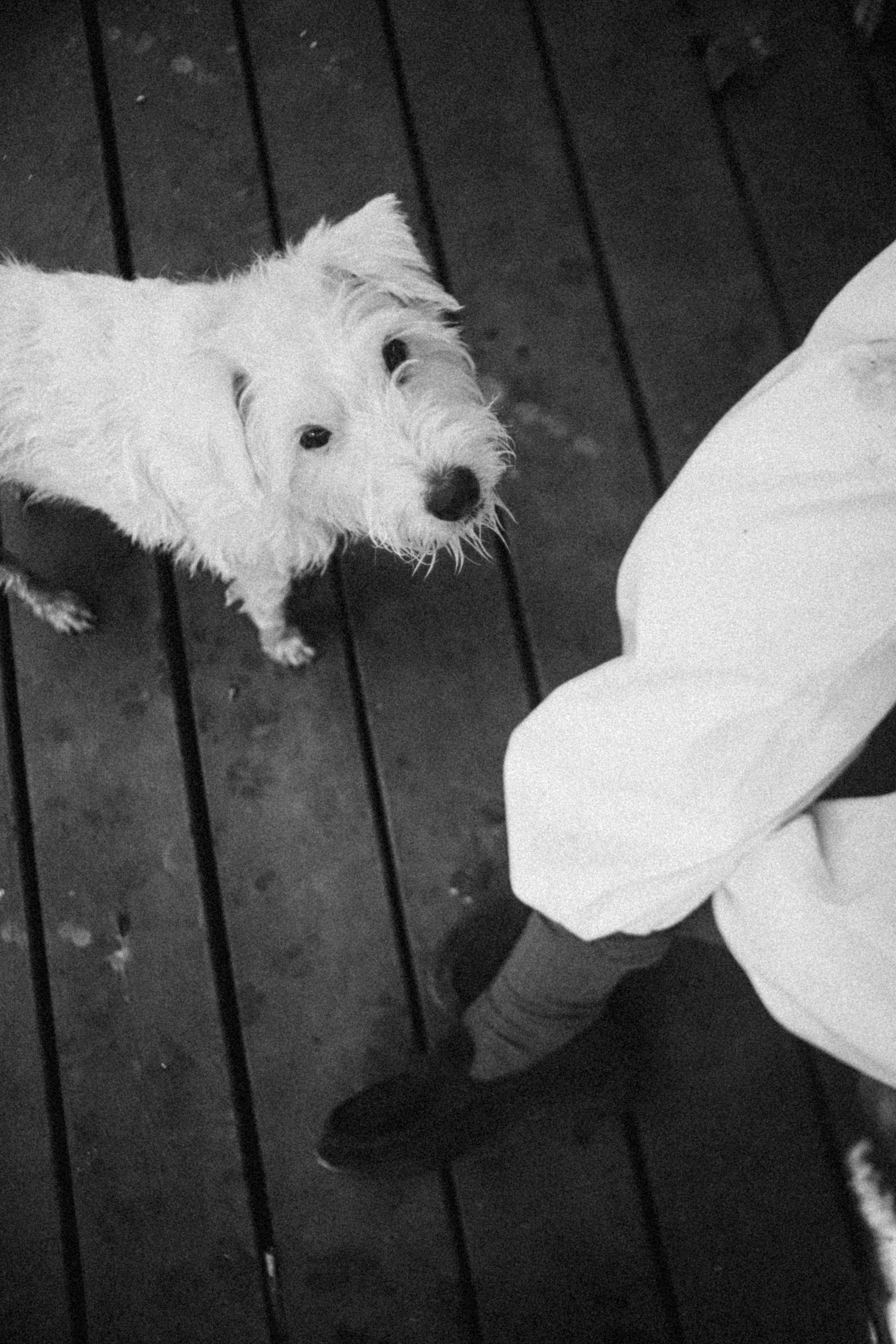 Женя & Милу. Фотограф Ольга Мурзина