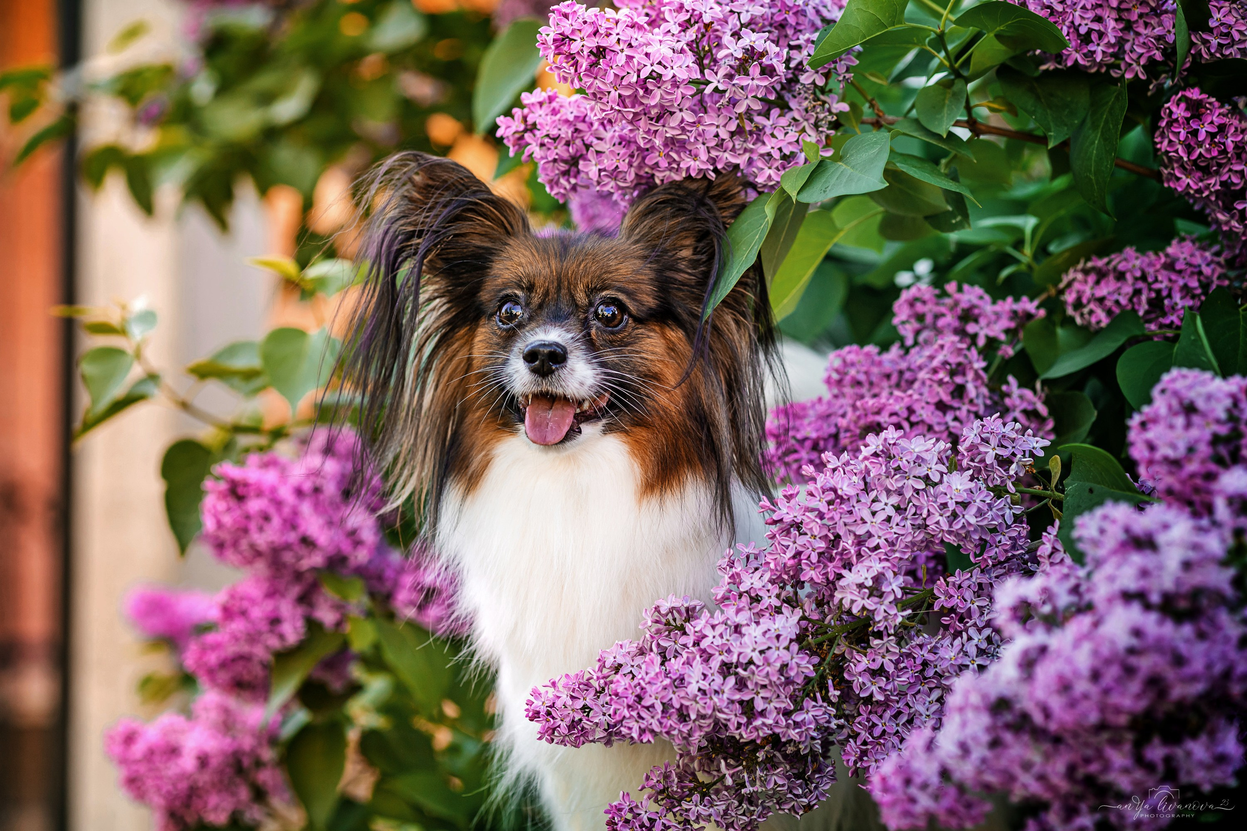 Сирень. Фотограф анималист Аня Ливанова | Рыбинск