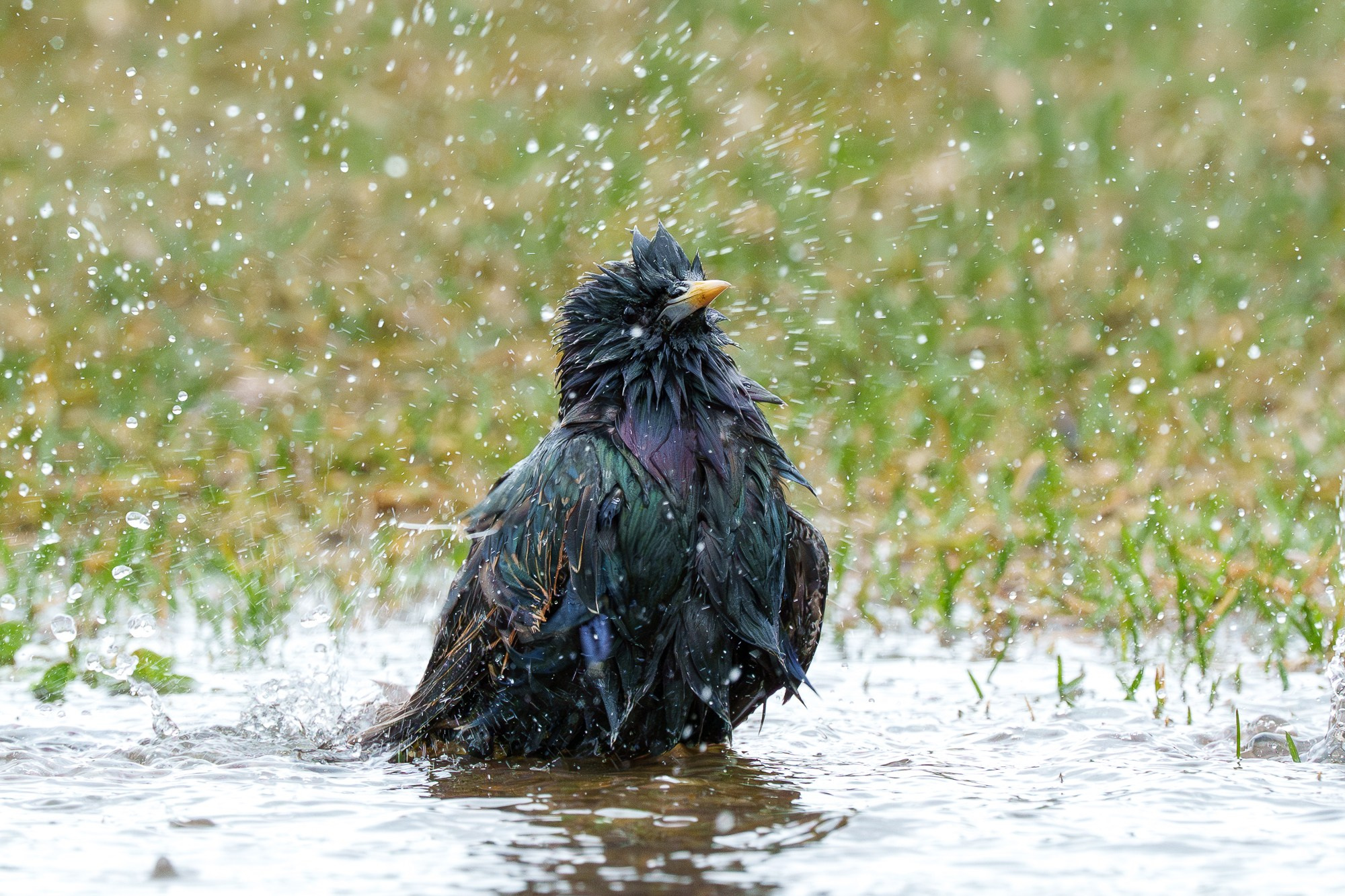 Удивительные мир птиц. Вокруг нас столько прекрасного — присмотритесь!. Ваш личный фотограф Марина Волкова