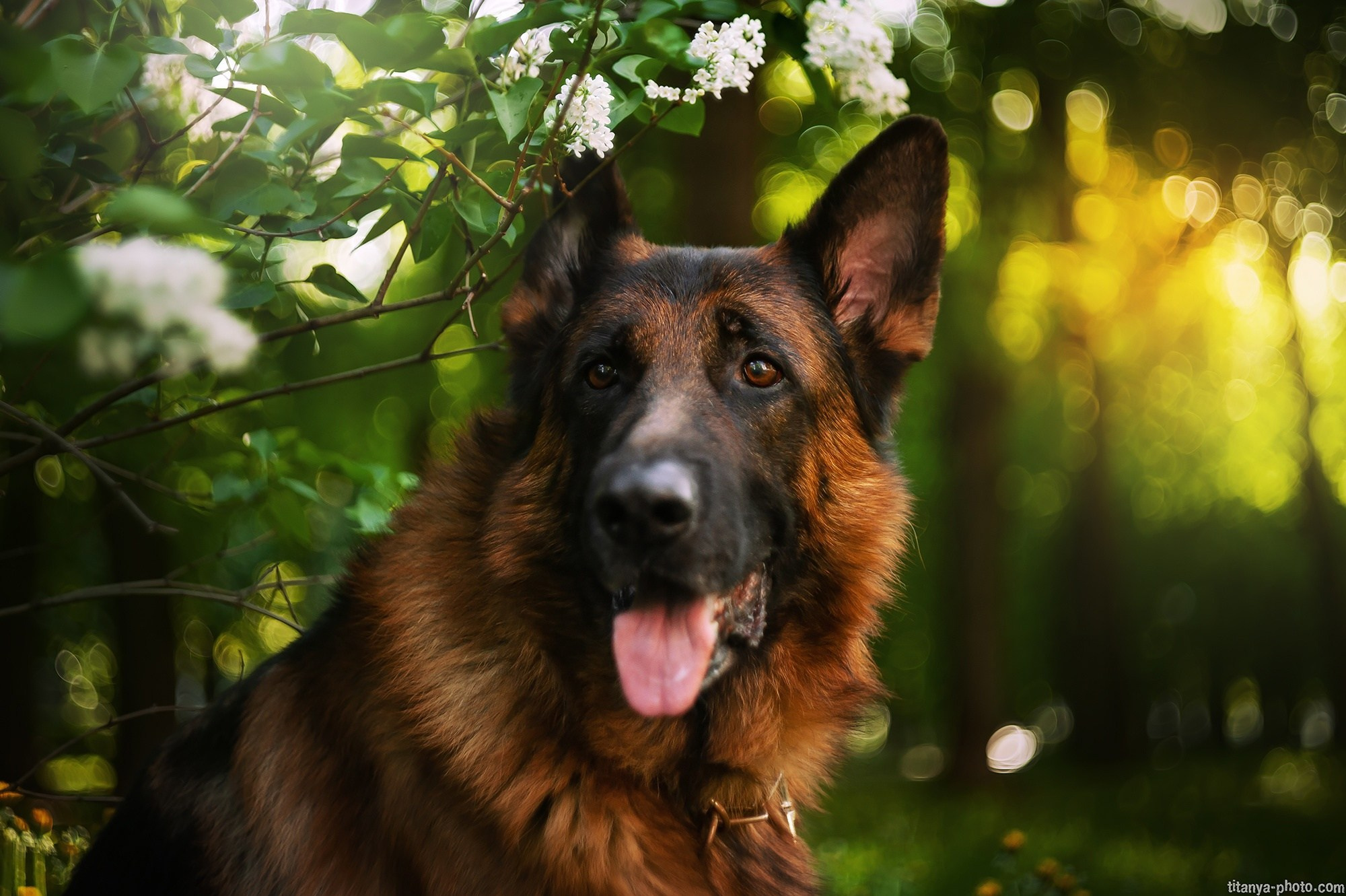 Фото немецких овчарок. Фотограф собак, фотограф-анималист Аня Титова (Titanya). Москва