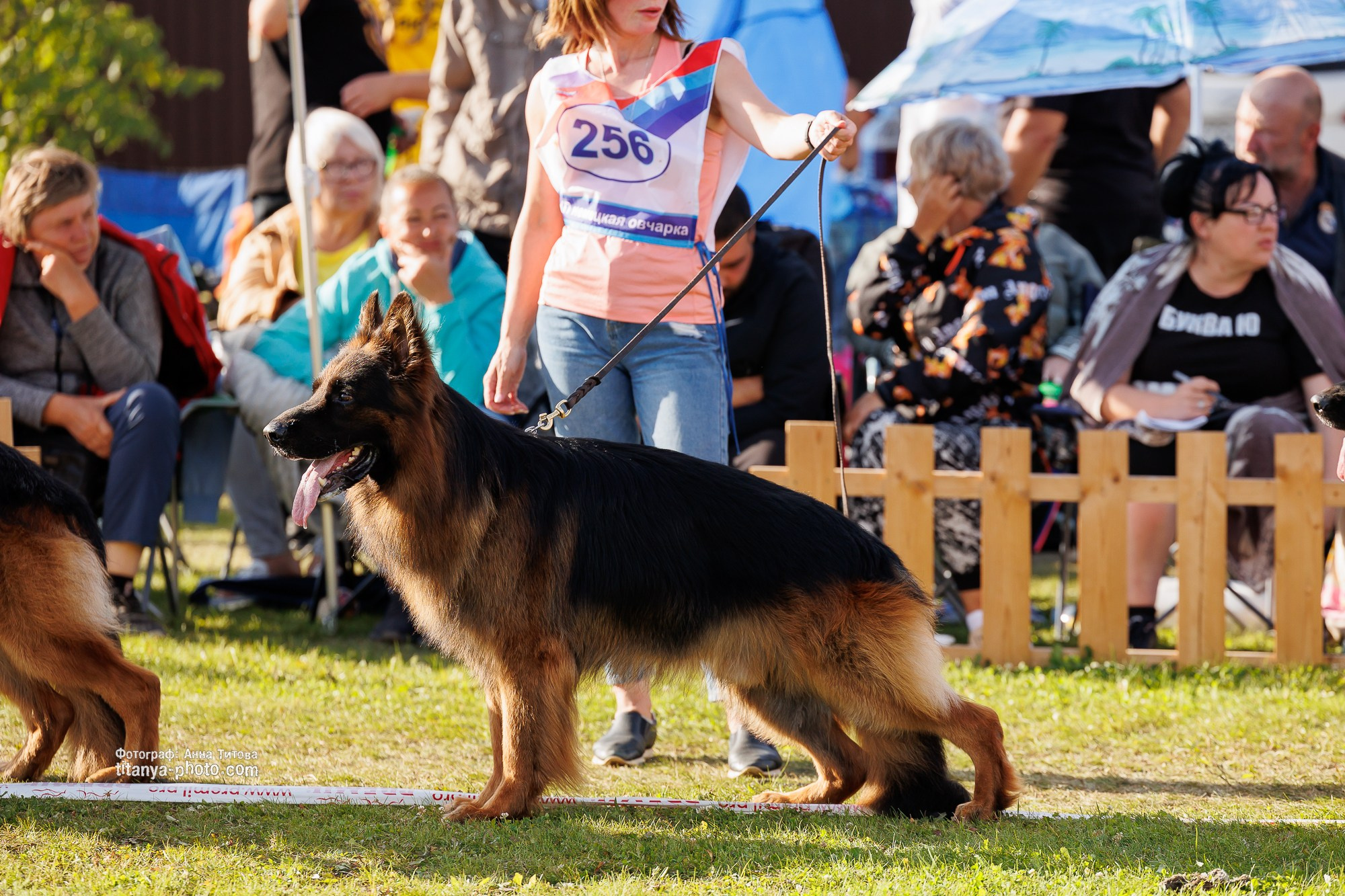 Немецкие овчарки: фото из рингов и вне ринга, мутпроба (фотографии с выставок). Фотограф собак, фотограф-анималист Аня Титова (Titanya). Москва