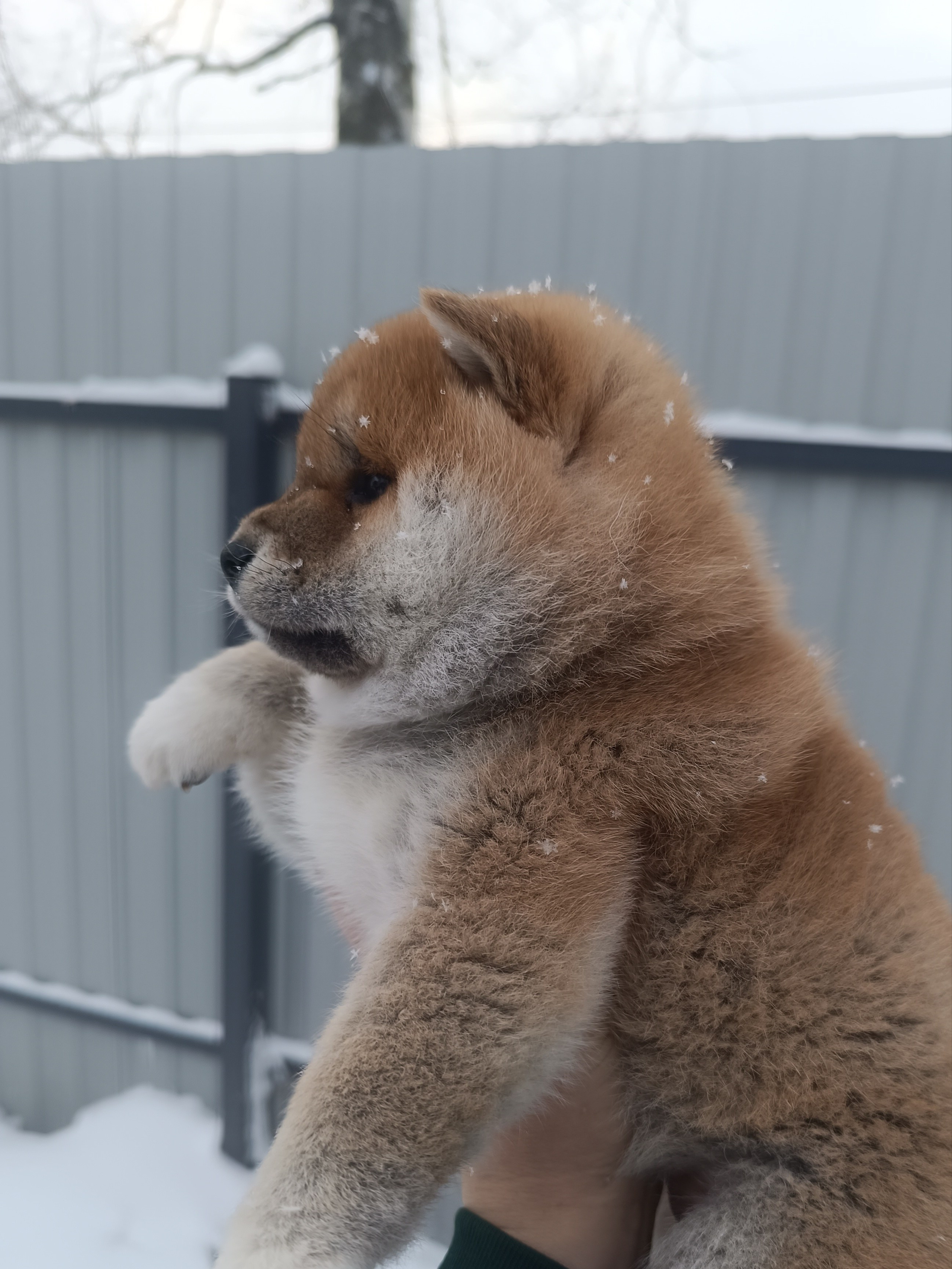 сиба питомник Рубилайт щенки на продажу rubylight  сиба щенки купить СПб Санкт-Петербург 