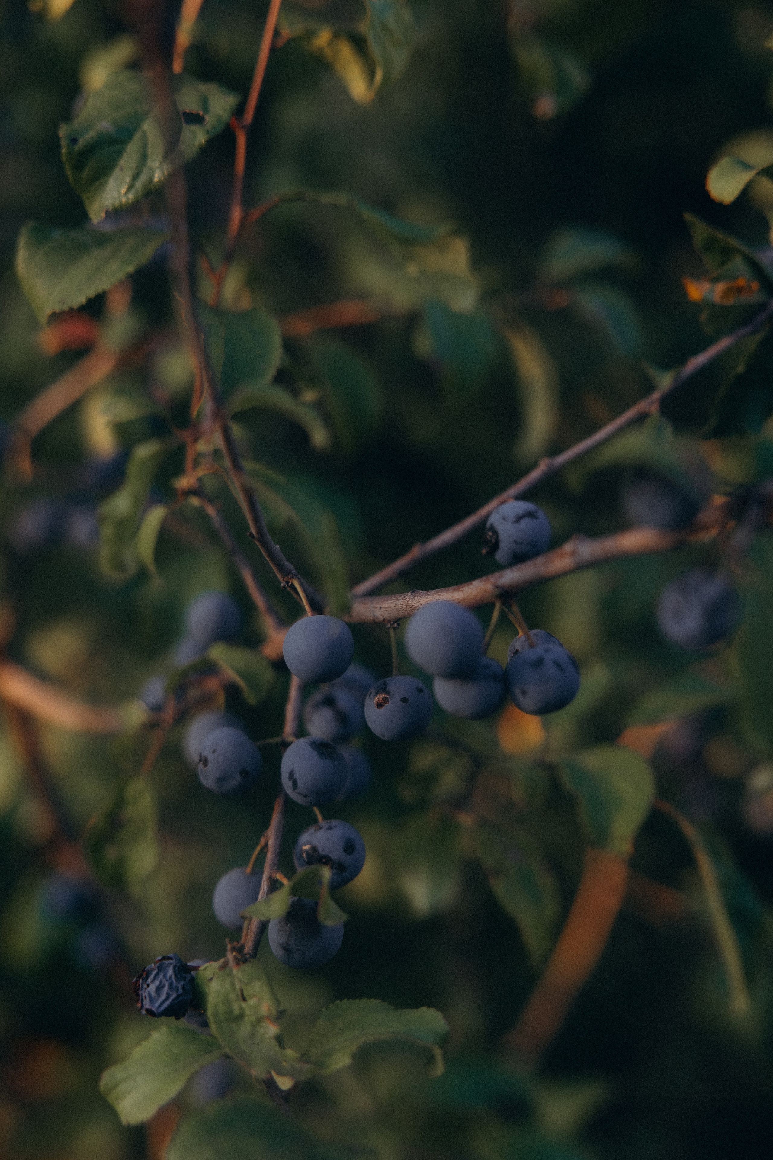 Анастасия и Алексей. Алена Бадамшина — свадебный фотограф Воронеж / Москва