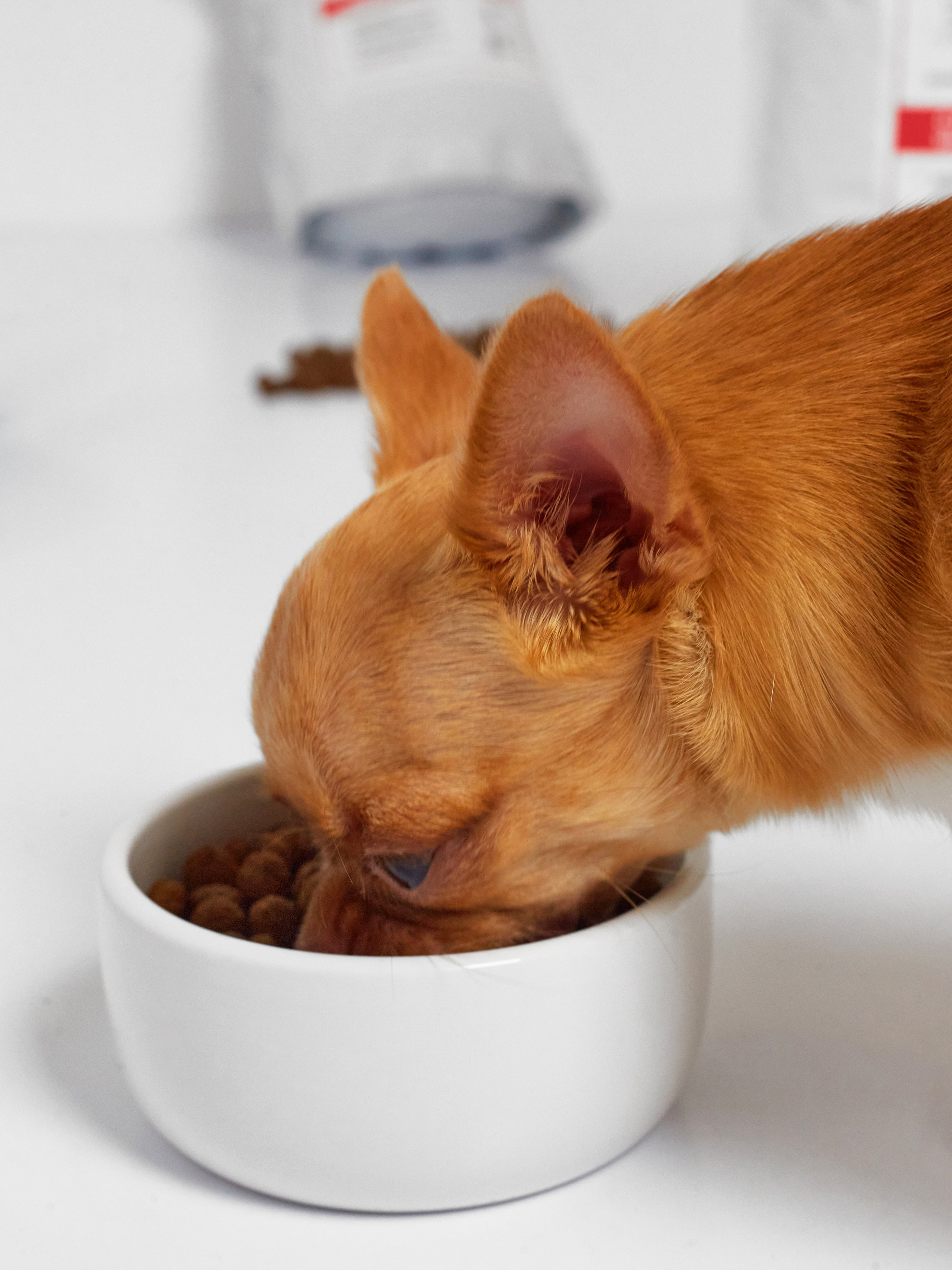 Животные. Коммерческий фотограф Дарья Зорина