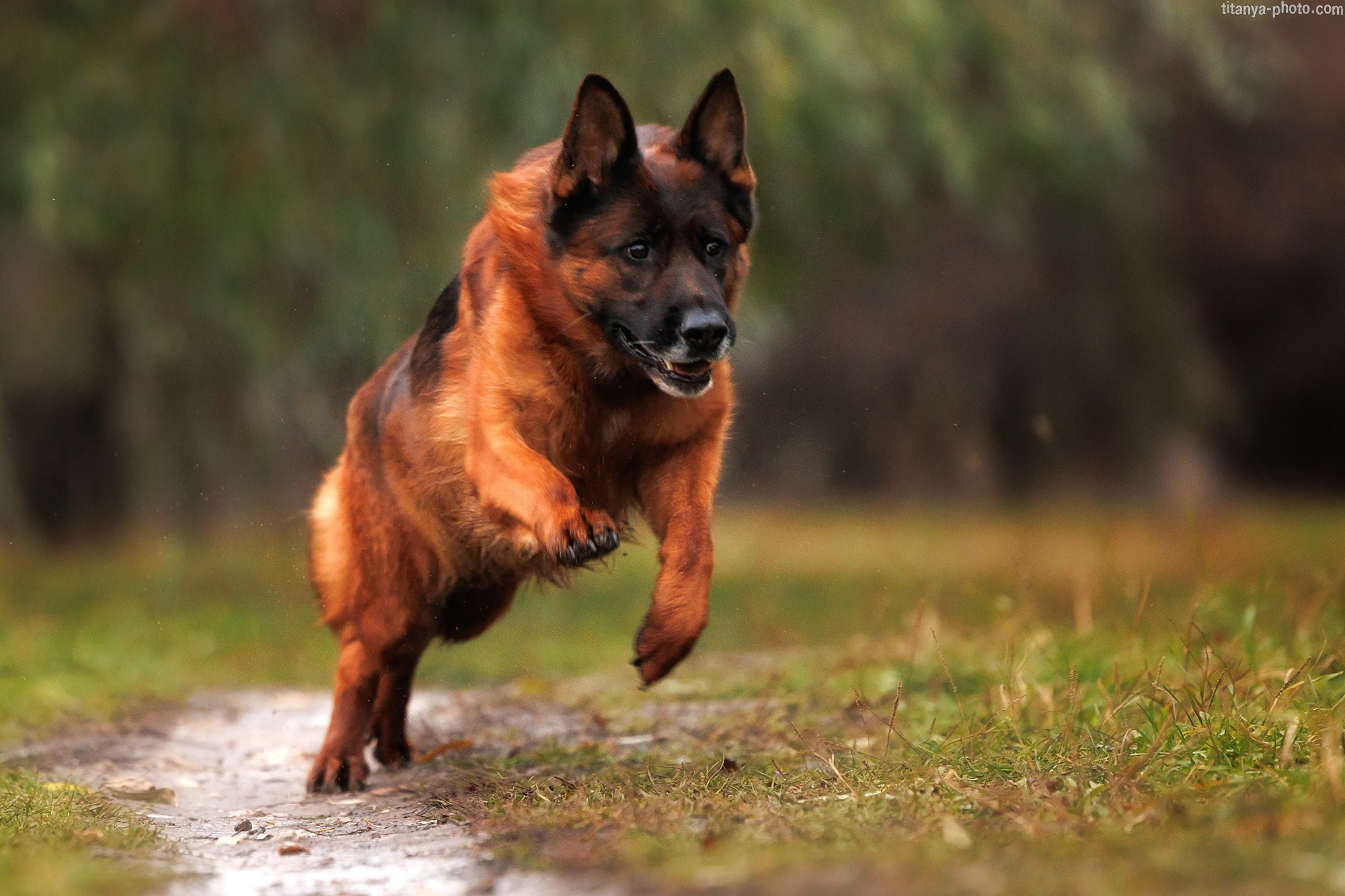 Вика, Даша и их четвероногие друзья: Де Орсе Мак Флай Онли Ю, Устина и Барселона. Фотограф собак, фотограф-анималист Аня Титова (Titanya). Москва