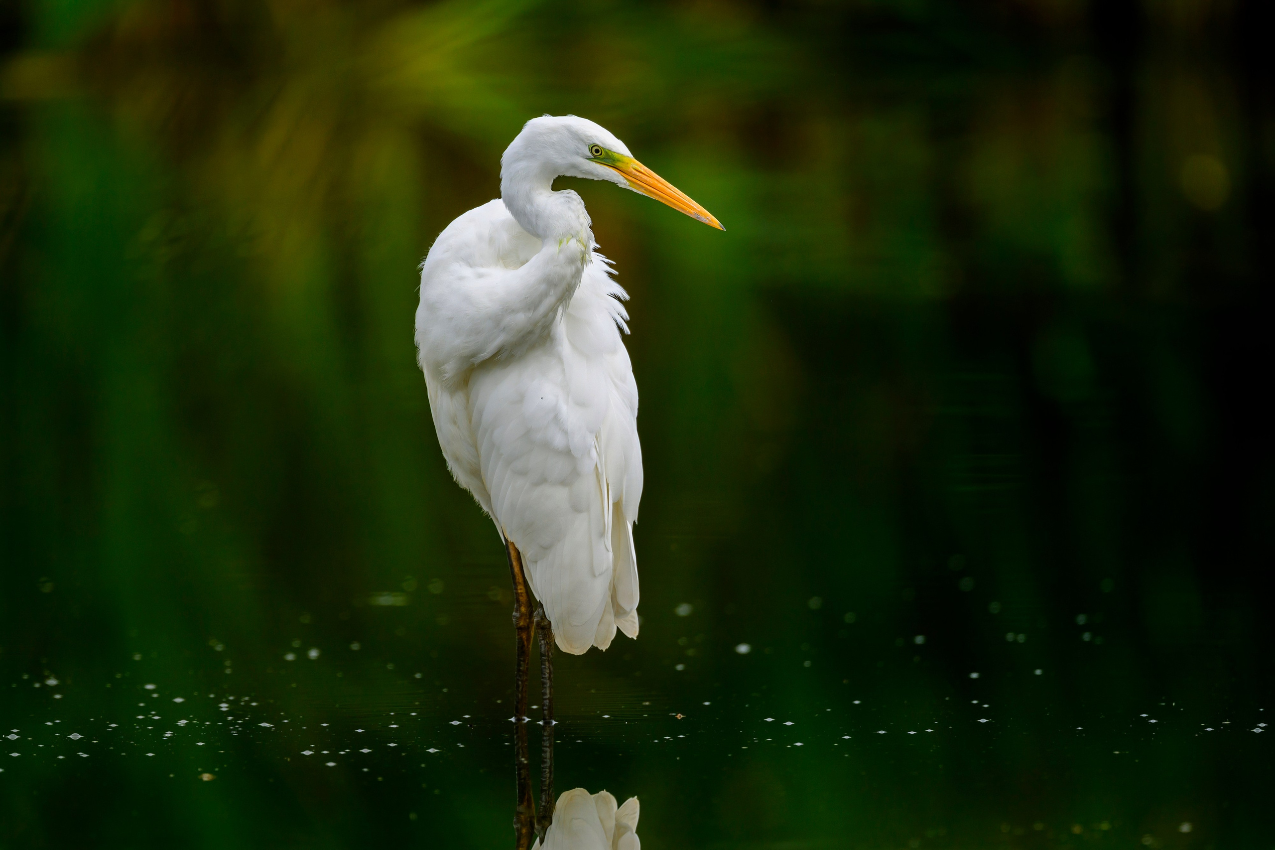 Цапли. Wildlife photography by Sergey Puponin