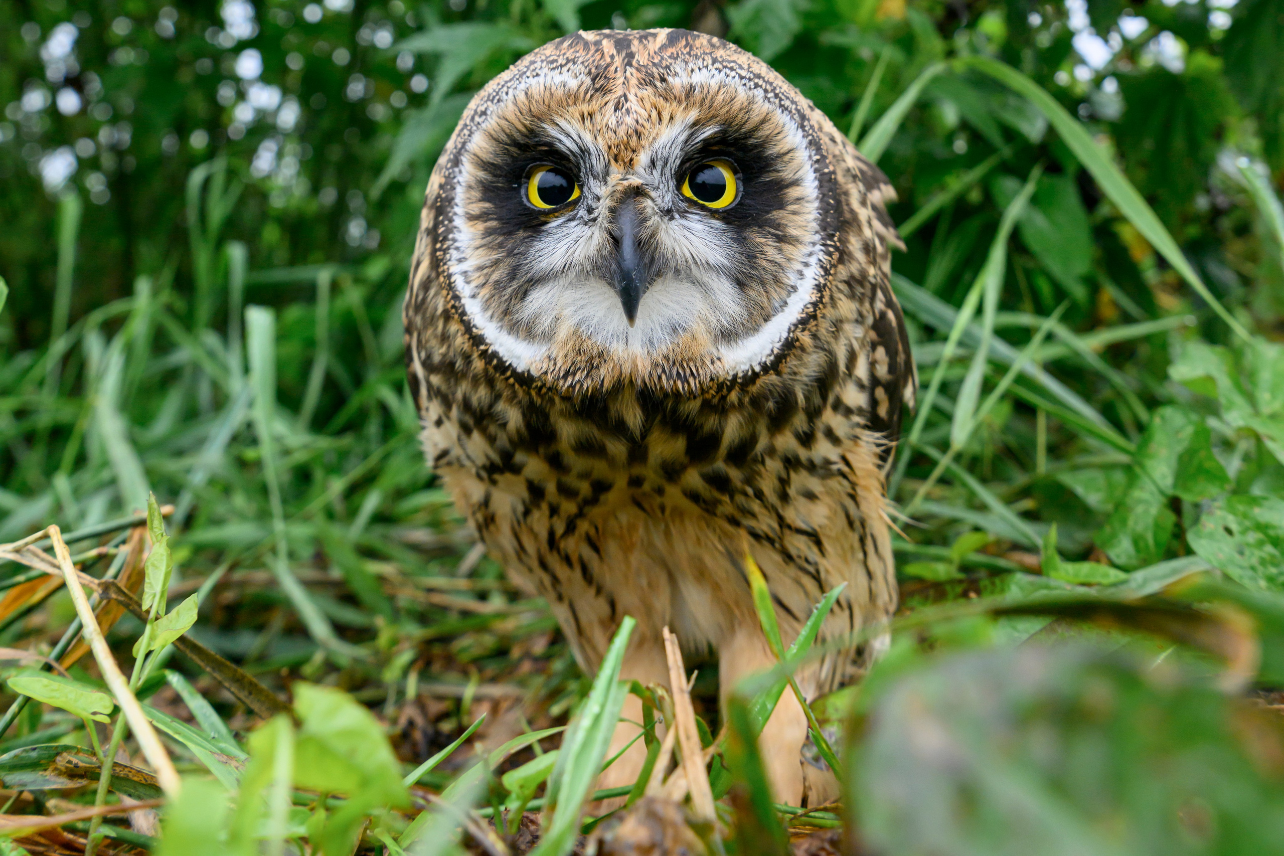 Фотосессия совенка | Owlet photo session. Фотограф Сергей Пупонин