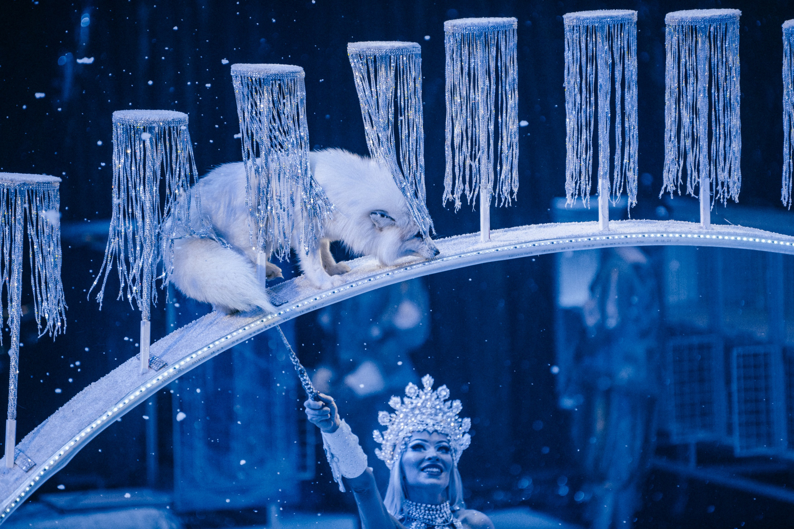 Королевский Цирк Гии Эрадзе. Репортажный и портретный фотограф в Санкт-Петербурге Степлевич Дарья