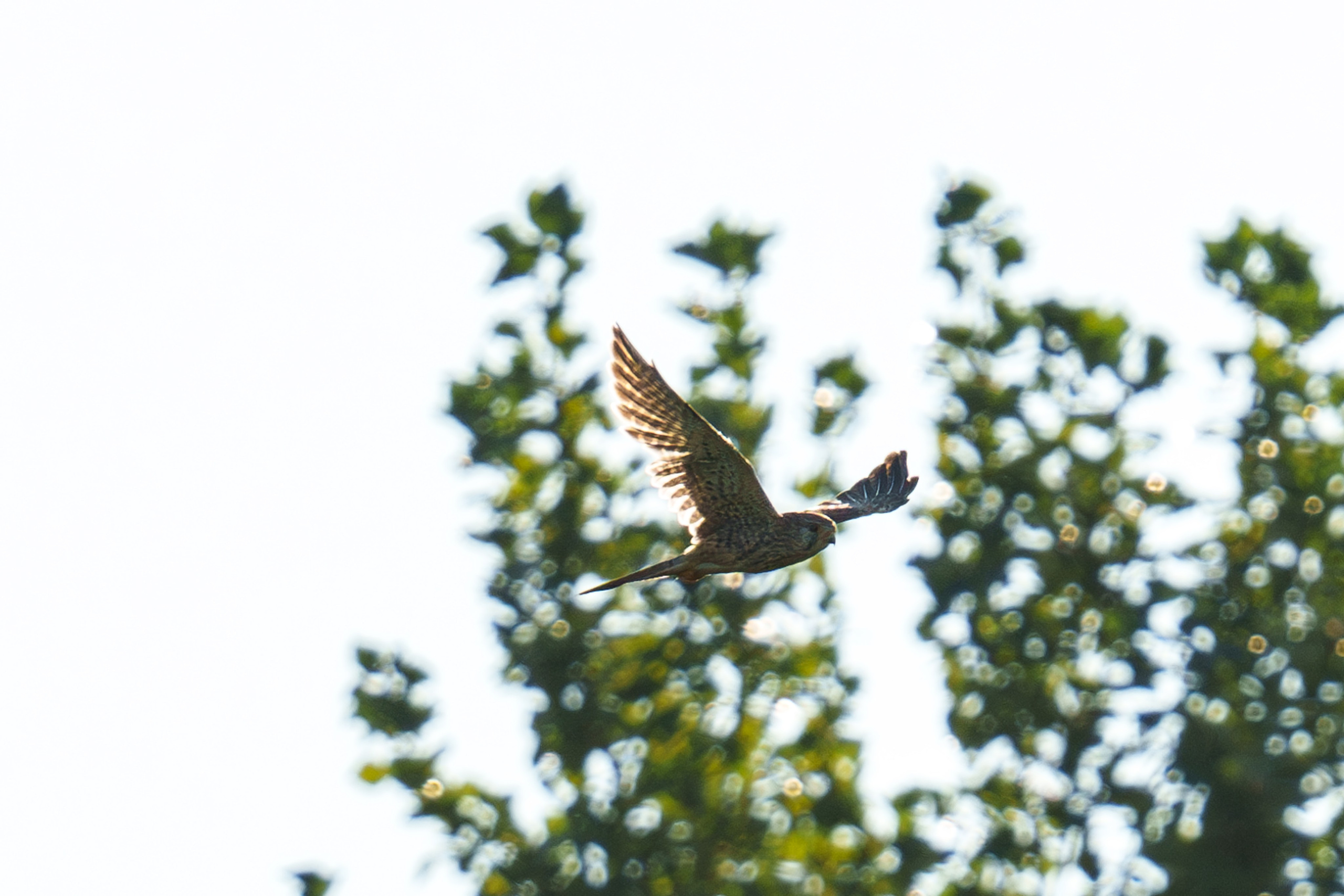Удивительные мир птиц. Вокруг нас столько прекрасного — присмотритесь!. Ваш личный фотограф Марина Волкова