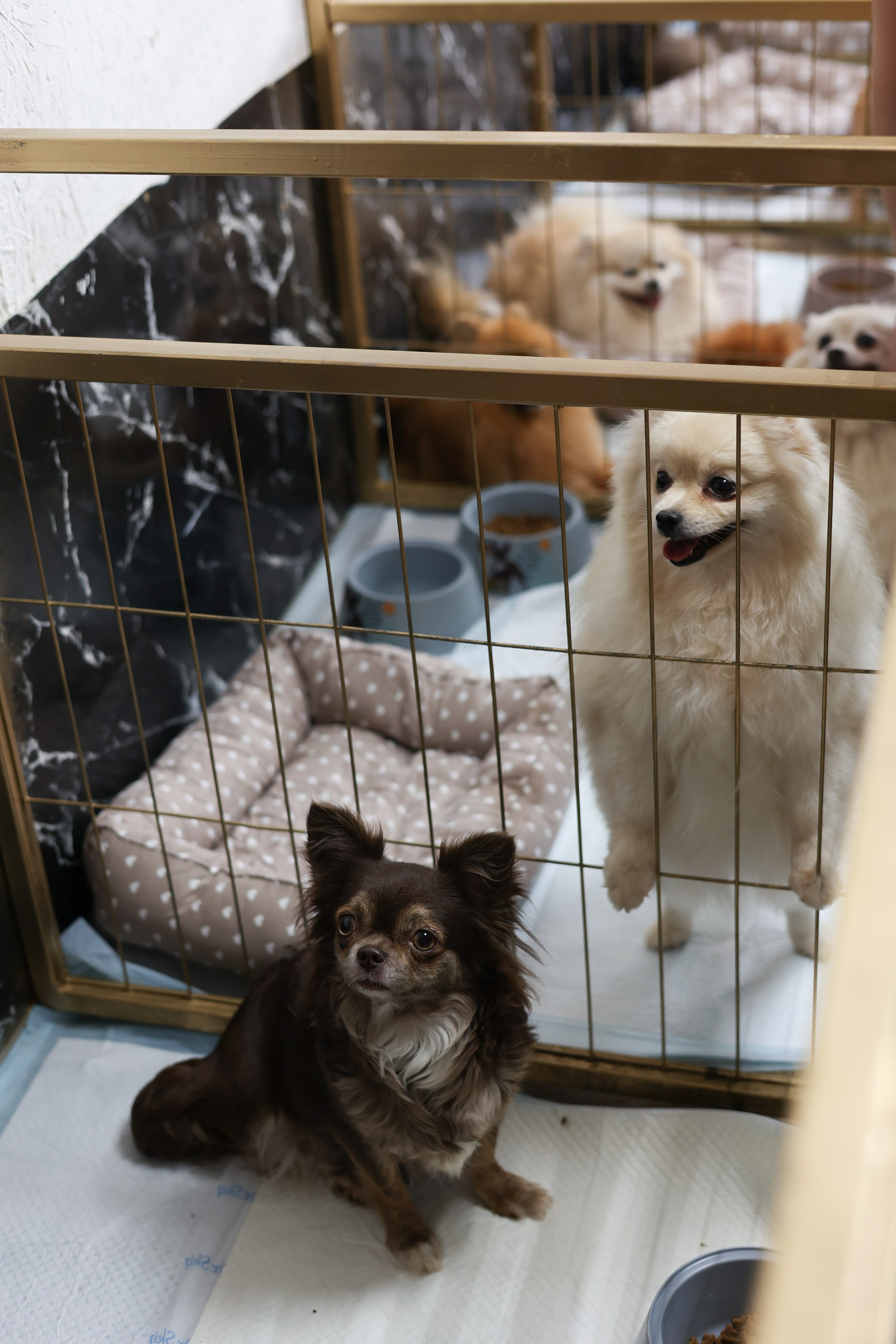 Апероль 1 годик. Фотограф Санкт-Петербург