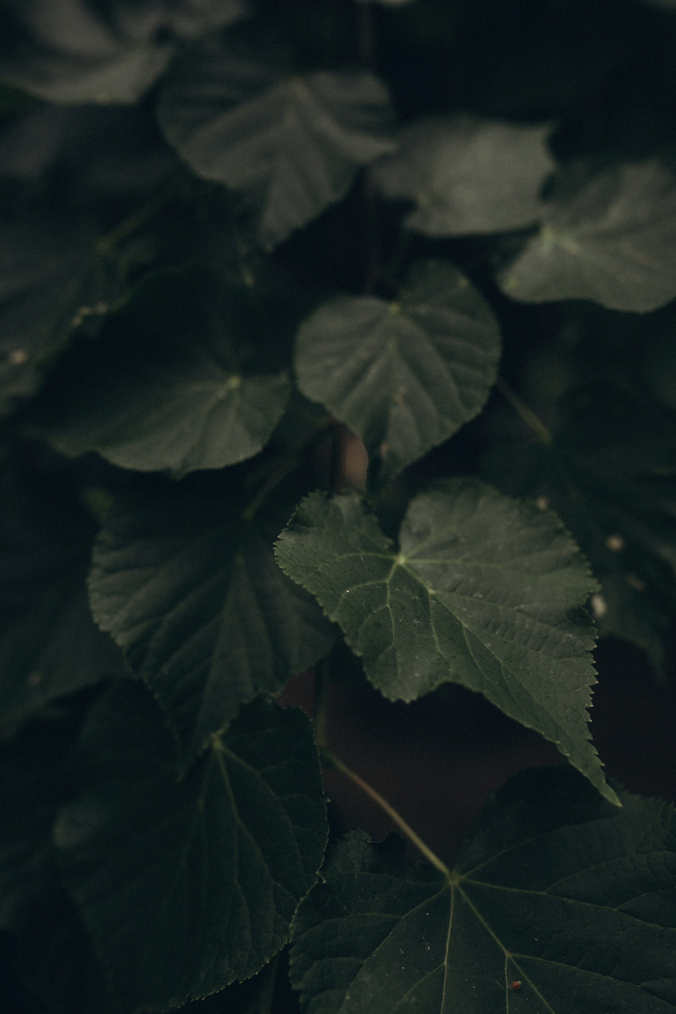 Любовь с нами. Семейный и свадебный фотограф Анна Кожокарь