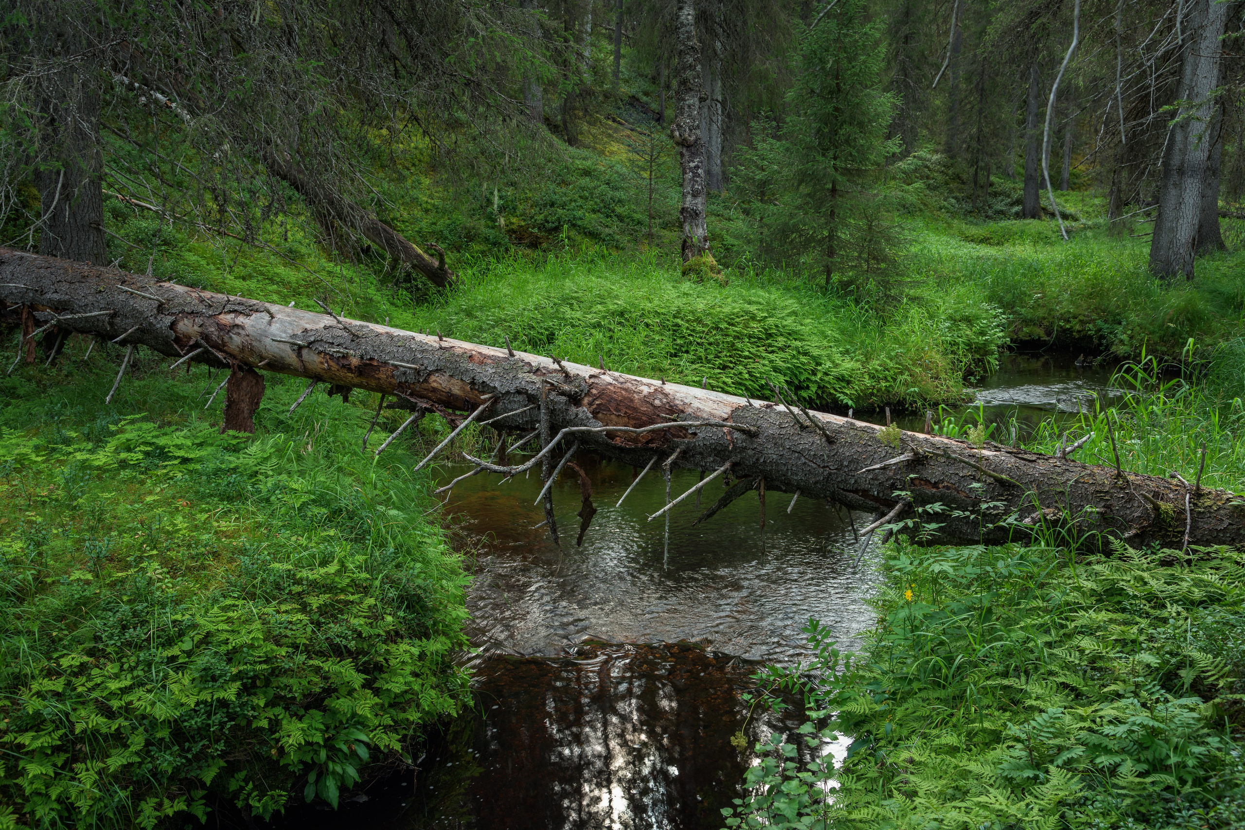Лето. Северные Ночи