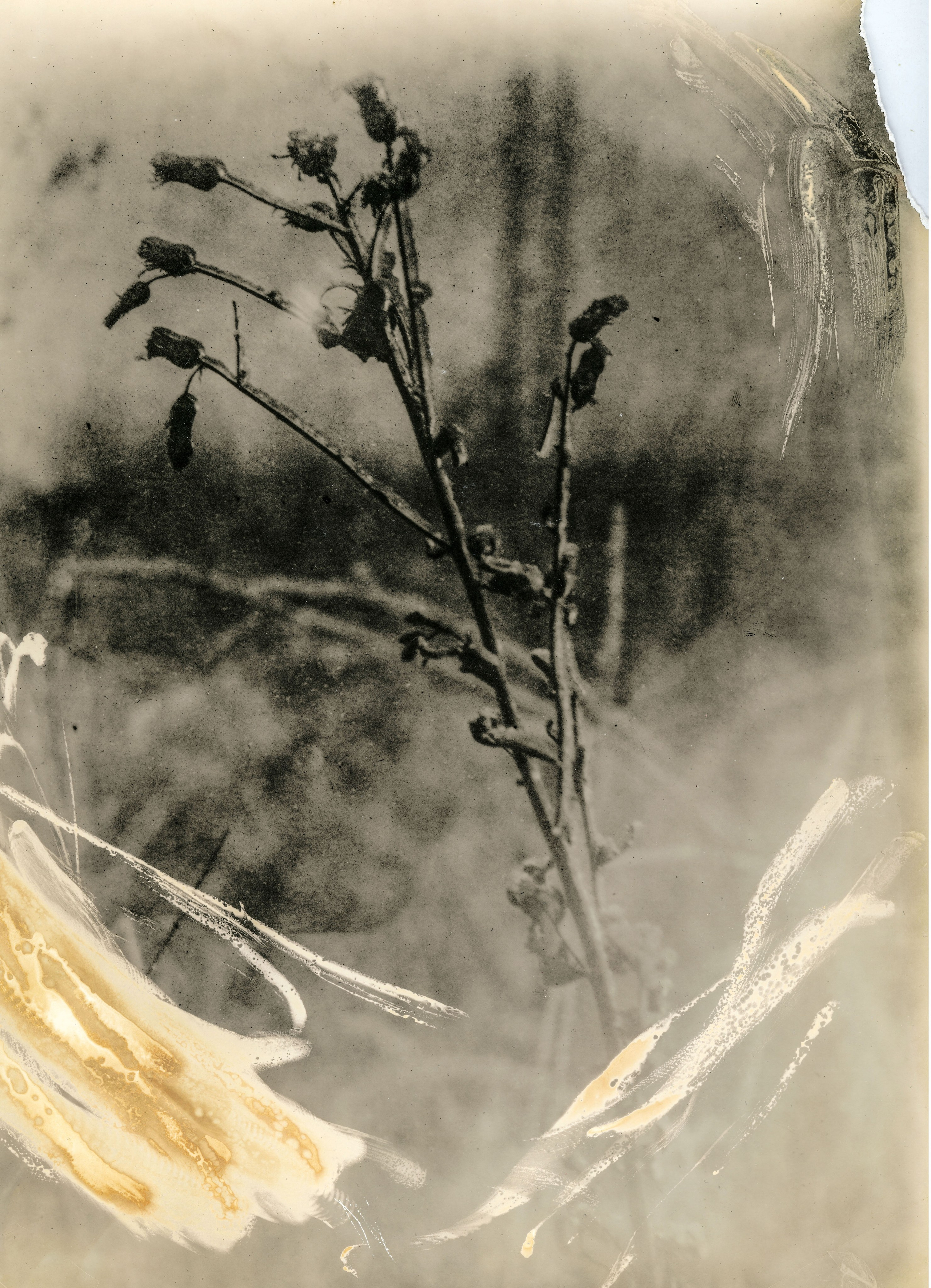 Lith prints. Darkroom aesthetics