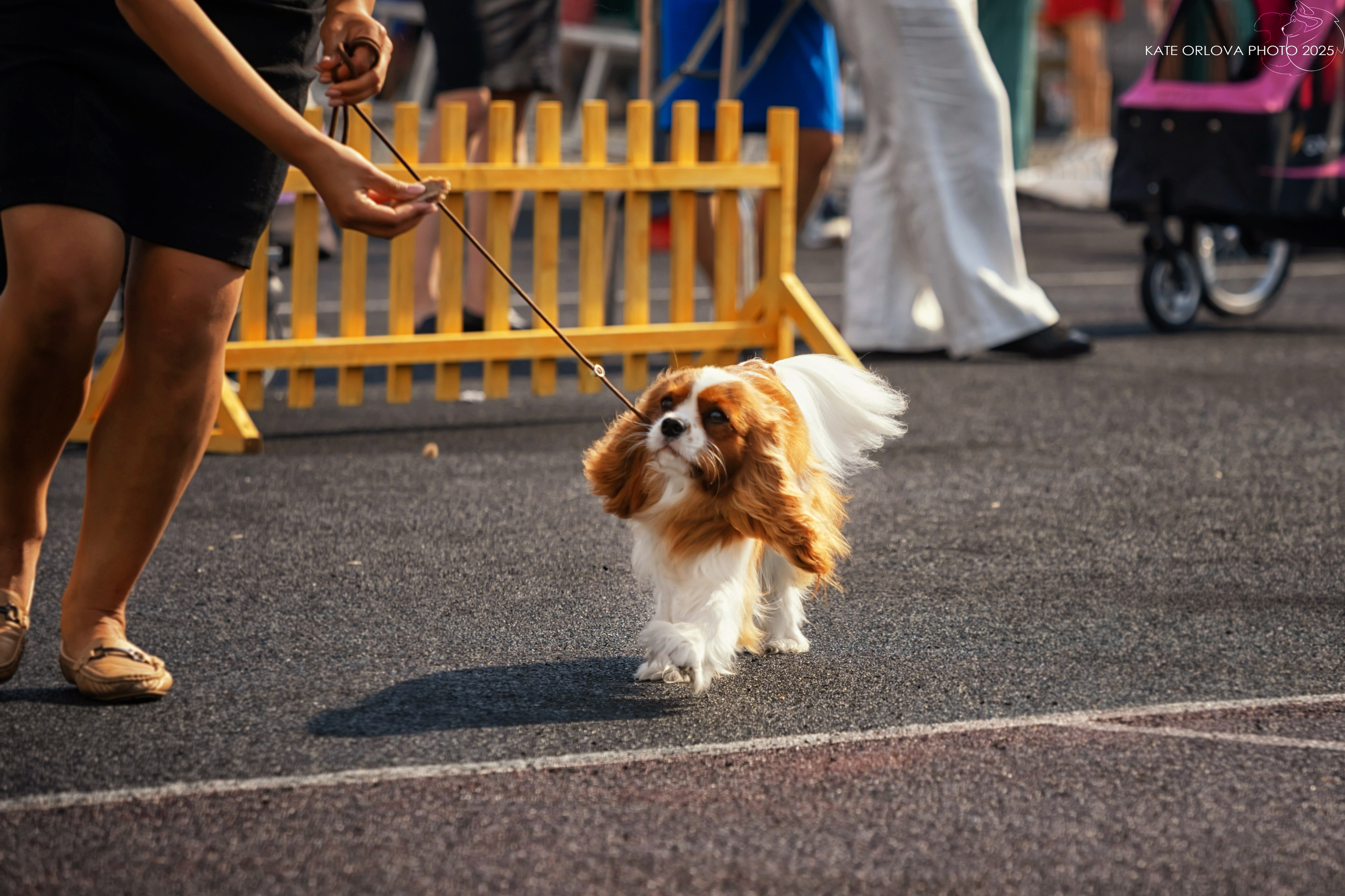 Питомник кавалер кинг чарльз спаниелей