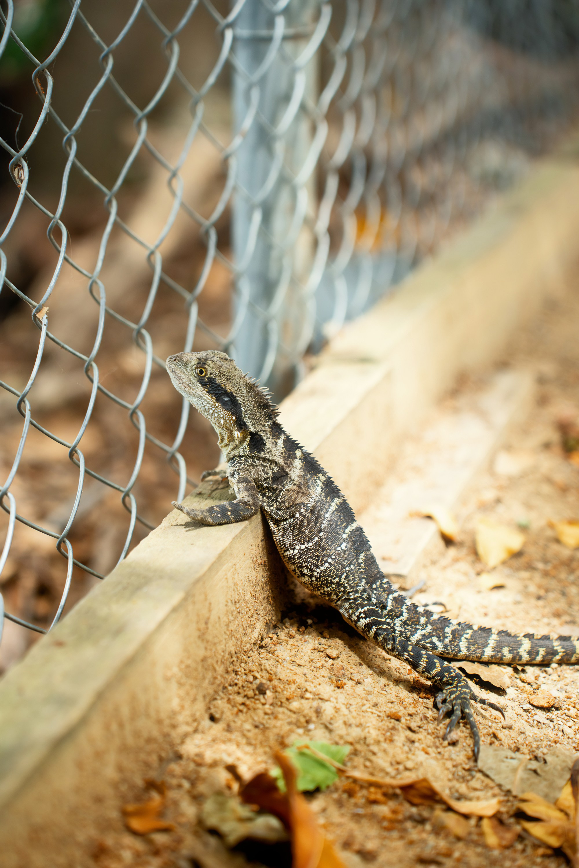 Австралия. Фотограф в Хабаровске. Фотография за 24 часа
