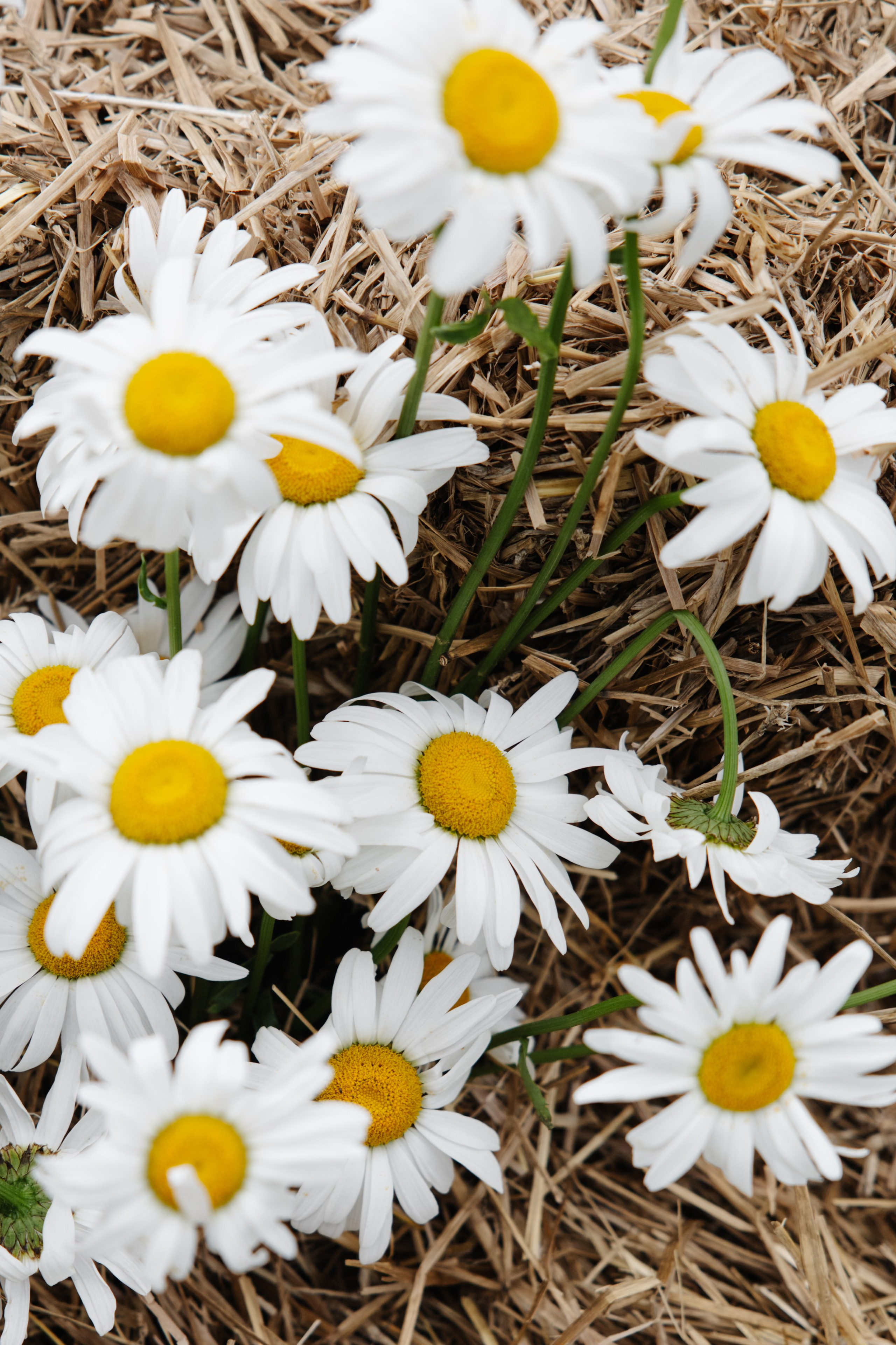 ГЕНДЕР ПАТИ. Фотограф в Красноярске