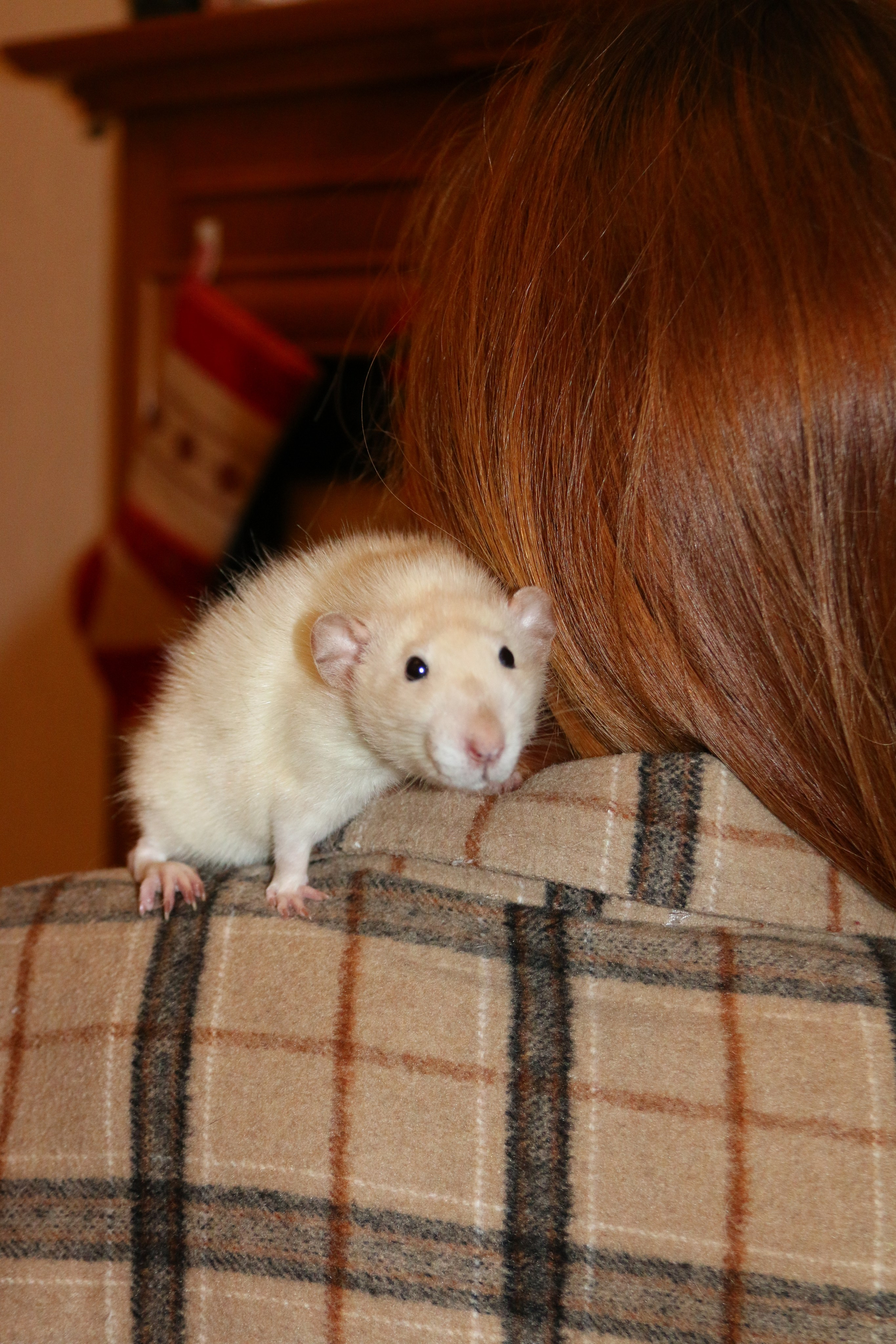 Съемка с питомцем