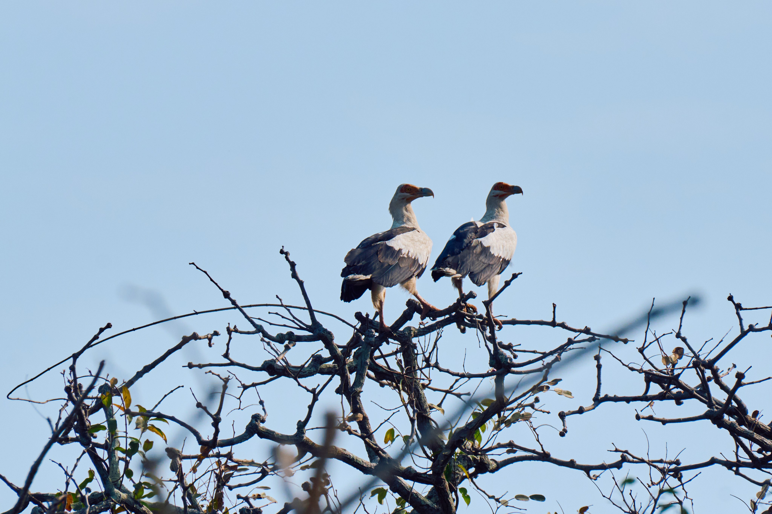 Archipelago Bissagos. See the moment and catche. commercial and reportage