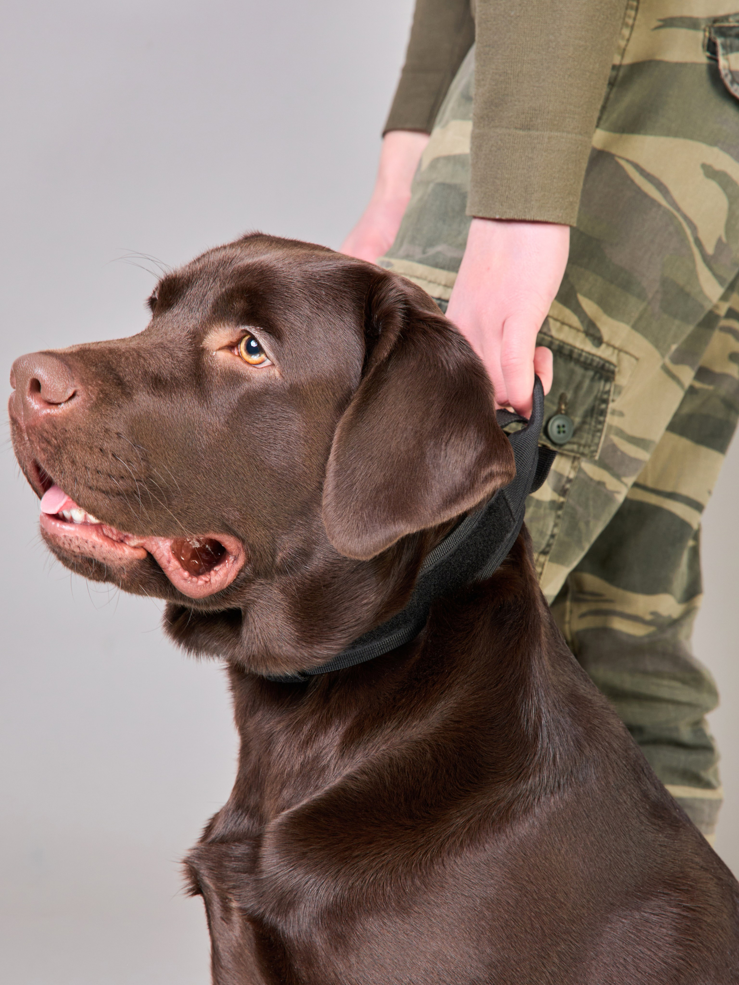 Предметная съемка товаров для животных. Съемка товаров для животных. Предметная съемка. Предметный фотограф Орехово-Зуево