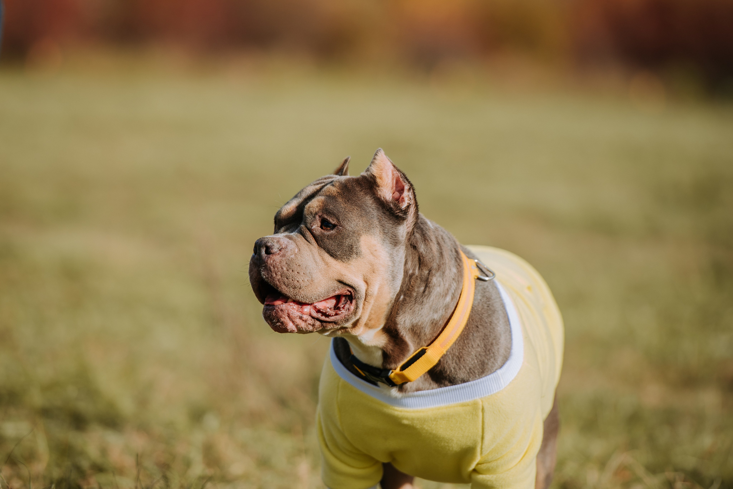 Фотопрогулка с питомцами. Фотограф Диана Оленина Красноярск / Братск
